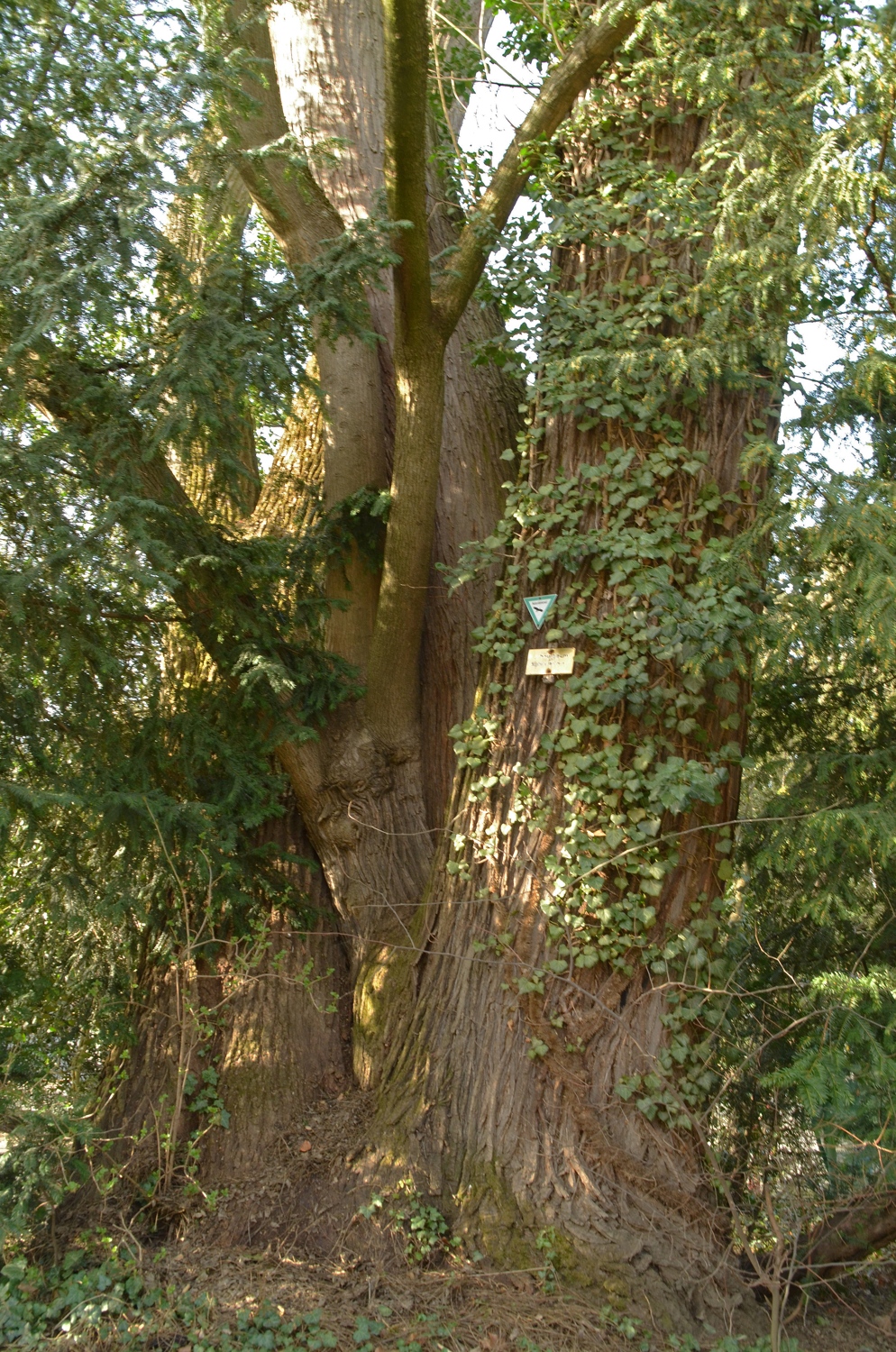 Styphnolobium japonicum - Weinheim - 2021