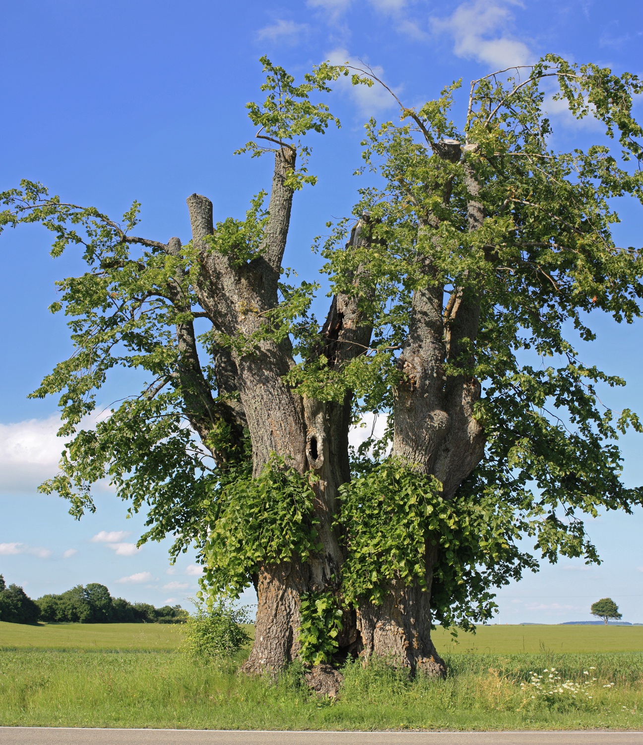 Tilia platyphyllos - Baum IV, Merklingen - 2013