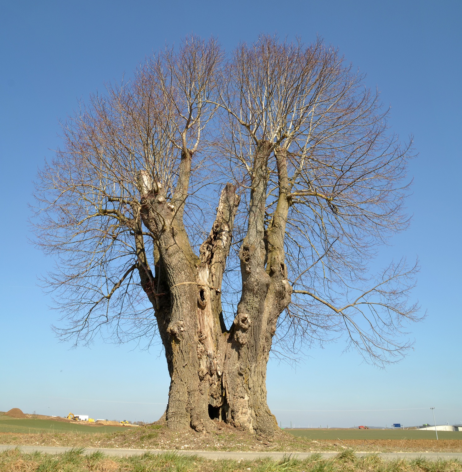 Tilia platyphyllos - Baum IV, Merklingen - 2021