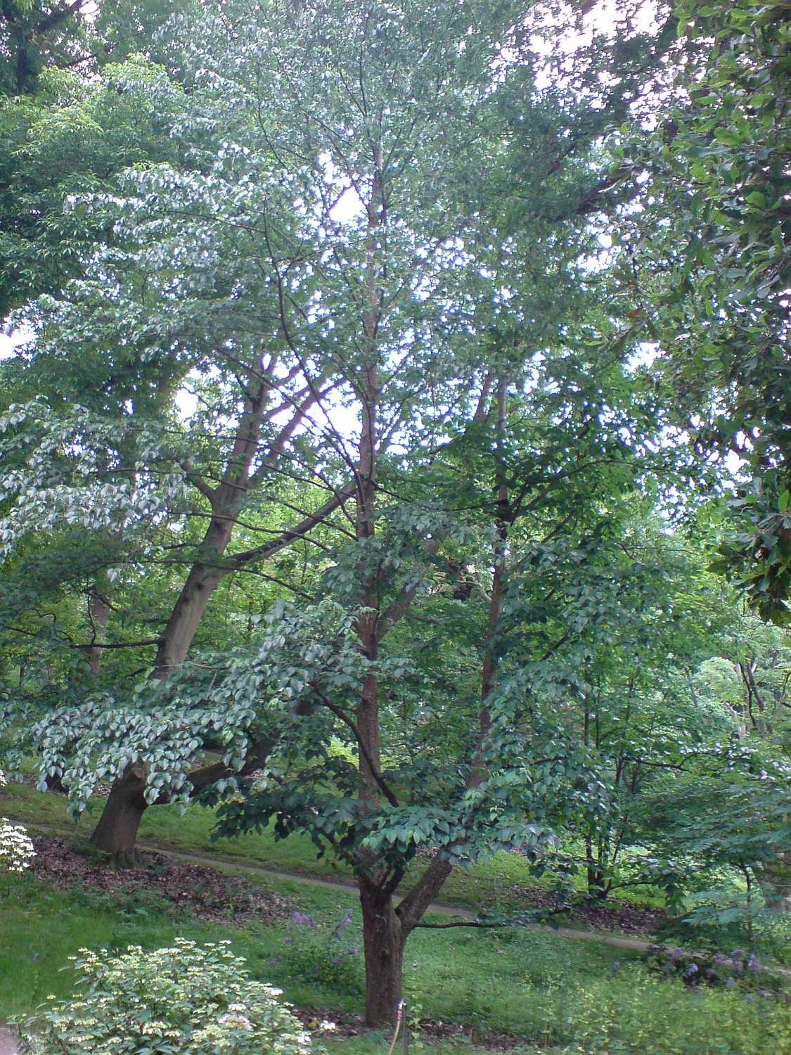 Davidia involucrata - Kiel, Alter Botanischer Garten - 2021