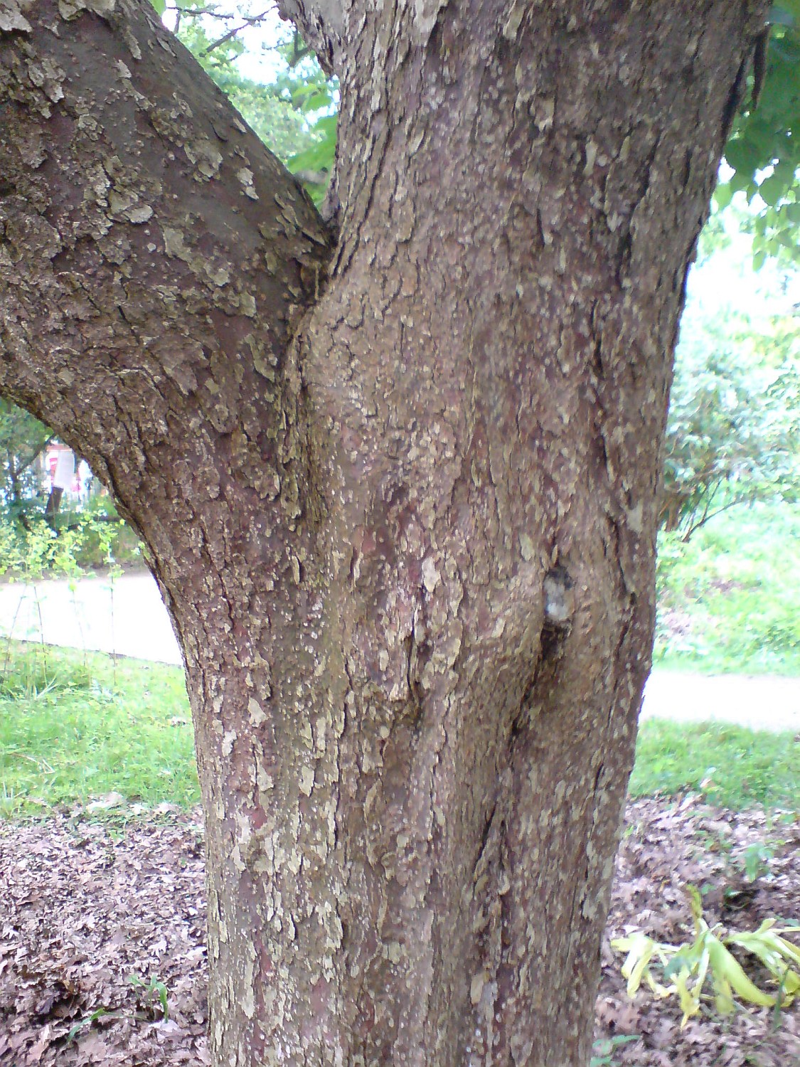 Davidia involucrata - Kiel, Alter Botanischer Garten - 2021