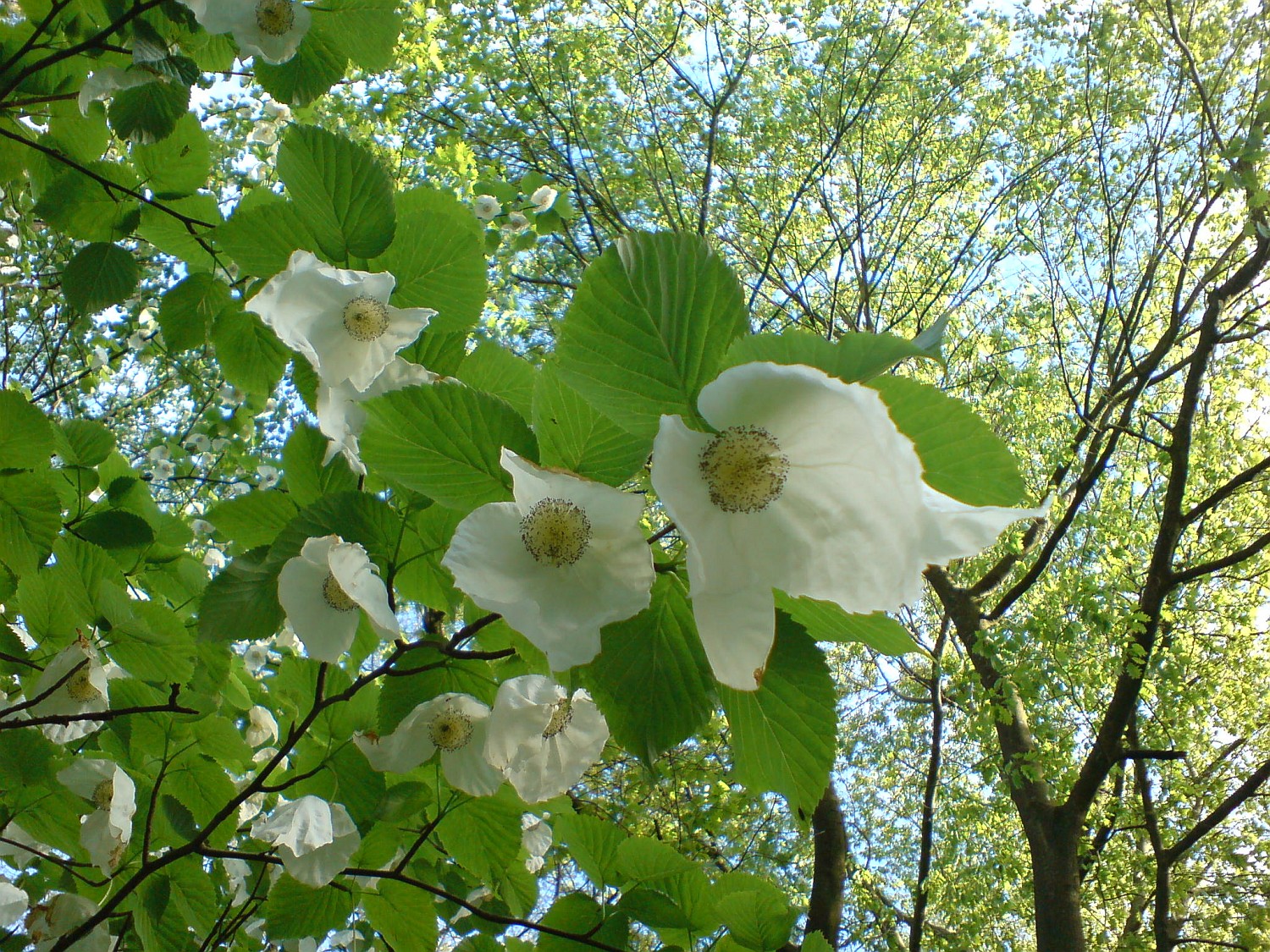 Davidia involucrata - Kiel, Alter Botanischer Garten - 2021