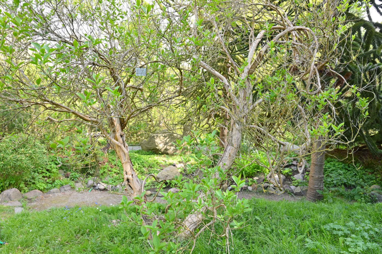 Lonicera alpigena- Kiel, Alter Botanischer Garten - 2022