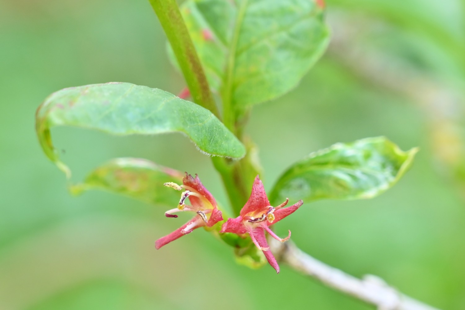 Lonicera alpigena- Kiel, Alter Botanischer Garten - 2022