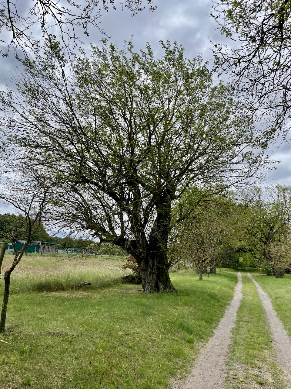 Morus alba - Jatznick - Mai 2025