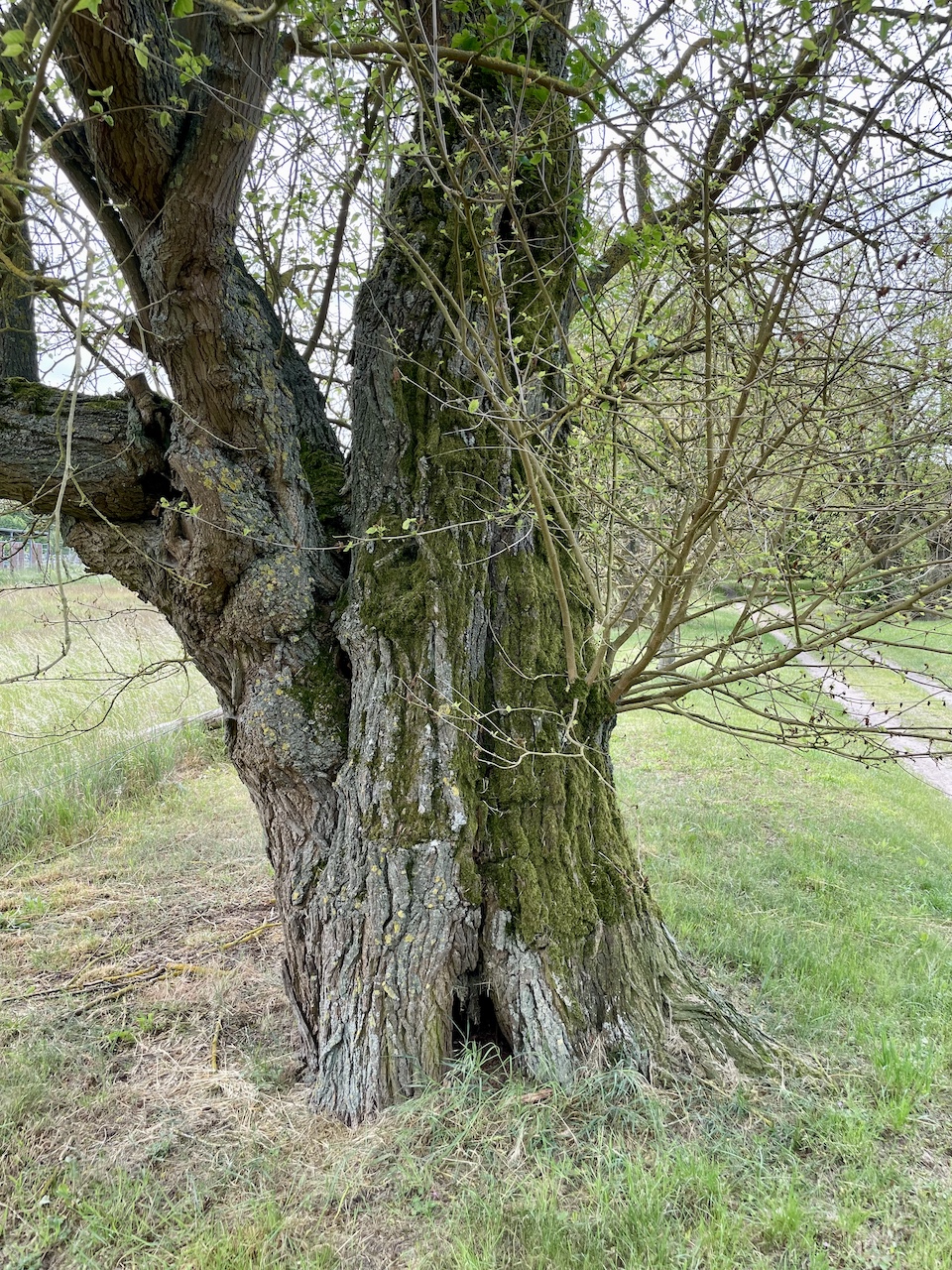 Morus alba - Jatznick - Mai 2025