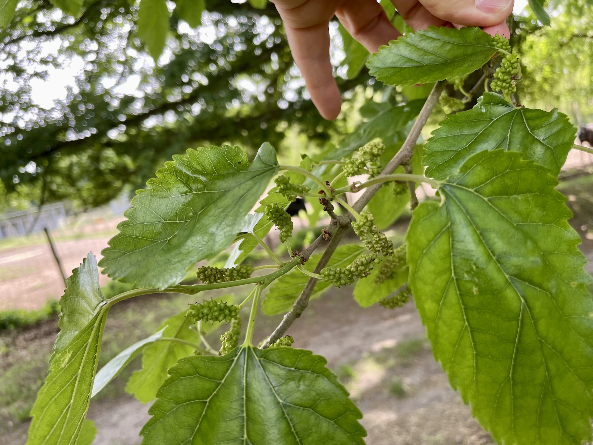 Morus alba - Jatznick - Mai 2025
