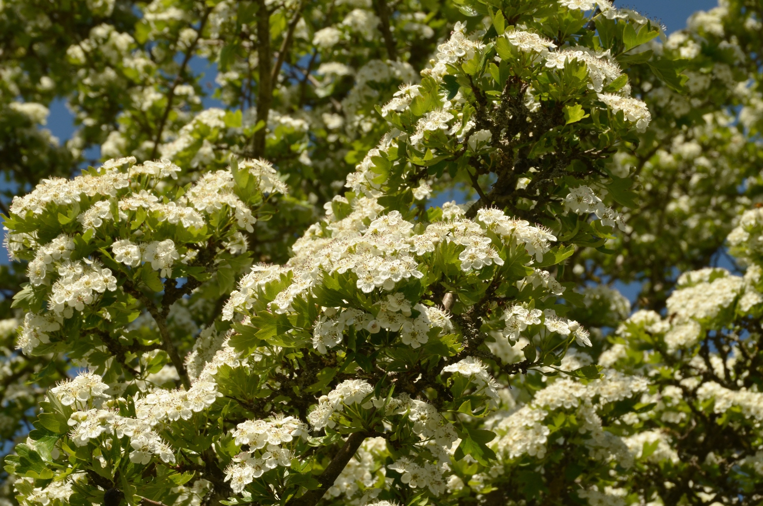 Weißdorn - Utzenfeld, Blüte - Juni 2021