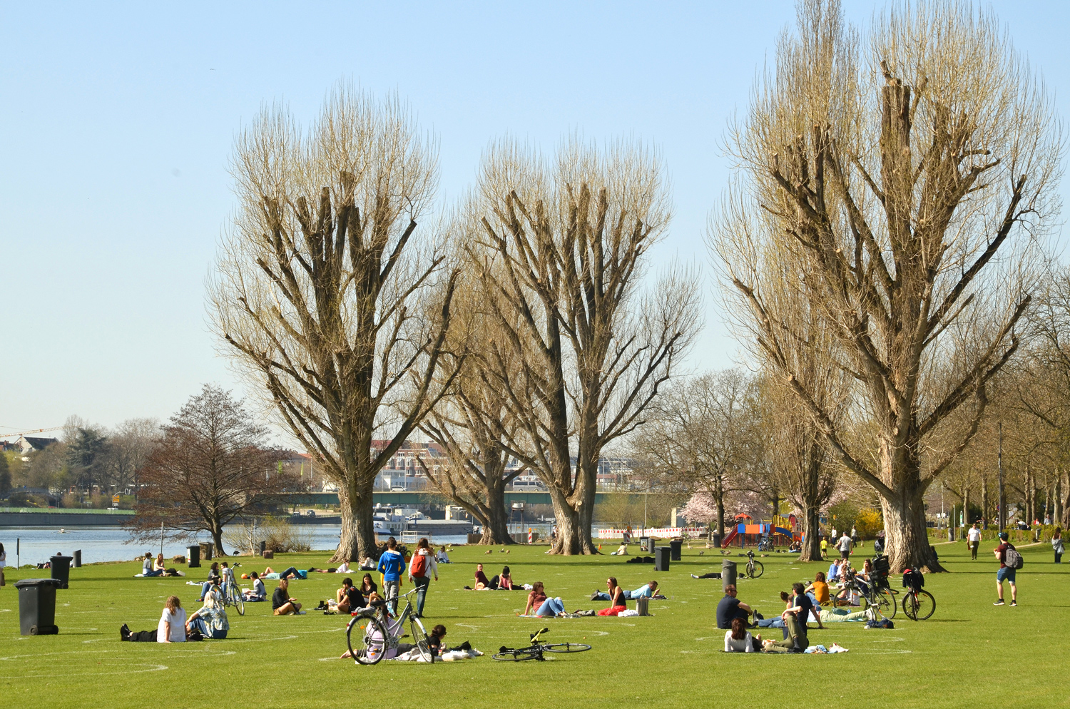 Populus × canadensis - Neckarwiese Heidelberg - März 2021