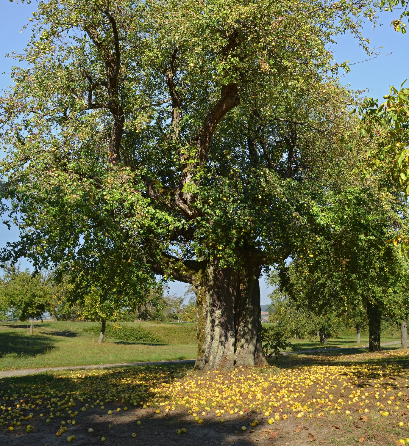 Kraidesbirne - Sinsheim-Reihen, Habitus - Sept. 2020