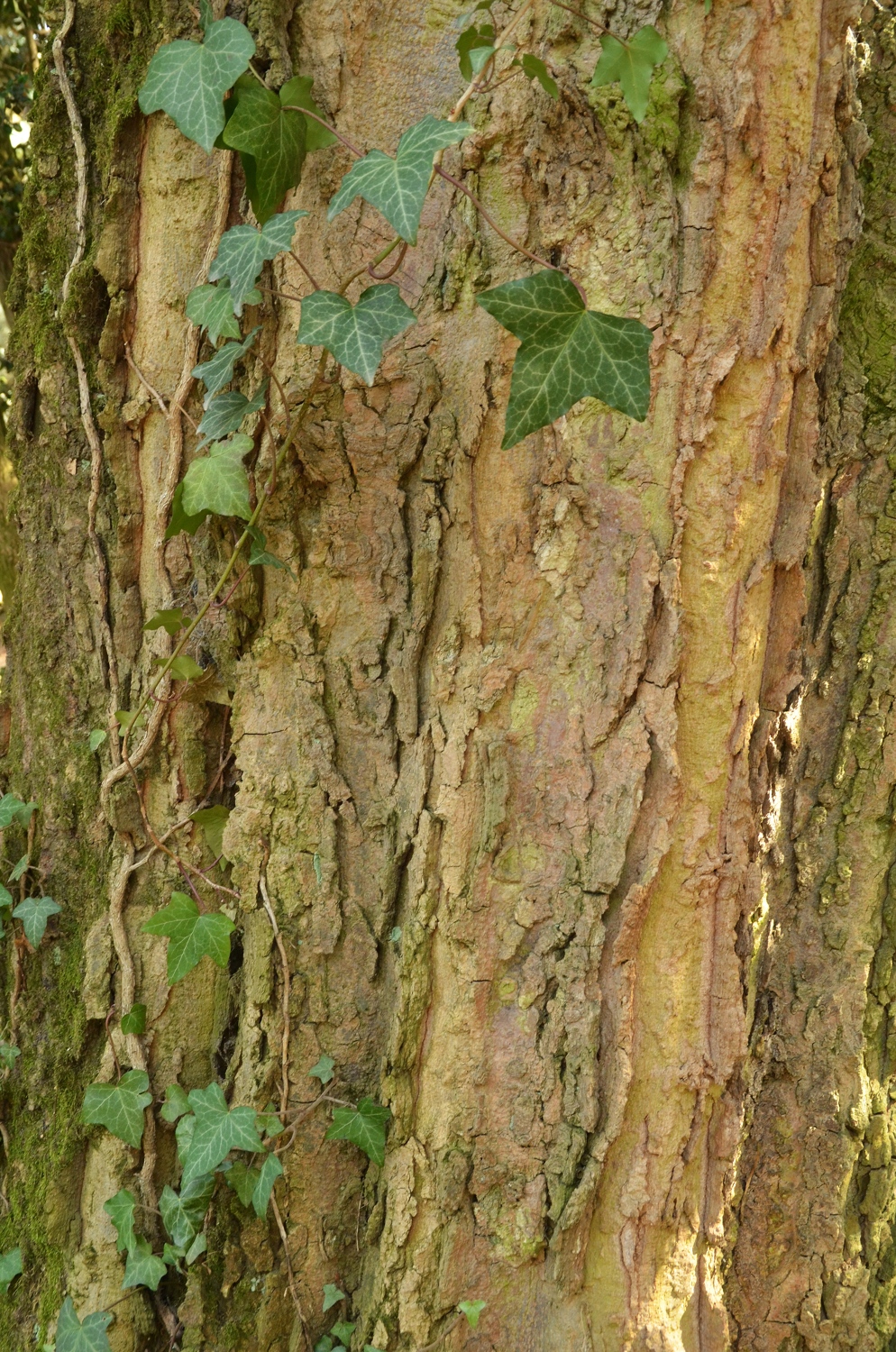 Celtis occidentalis, Weinheim, Borkenansicht - Februar 2021
