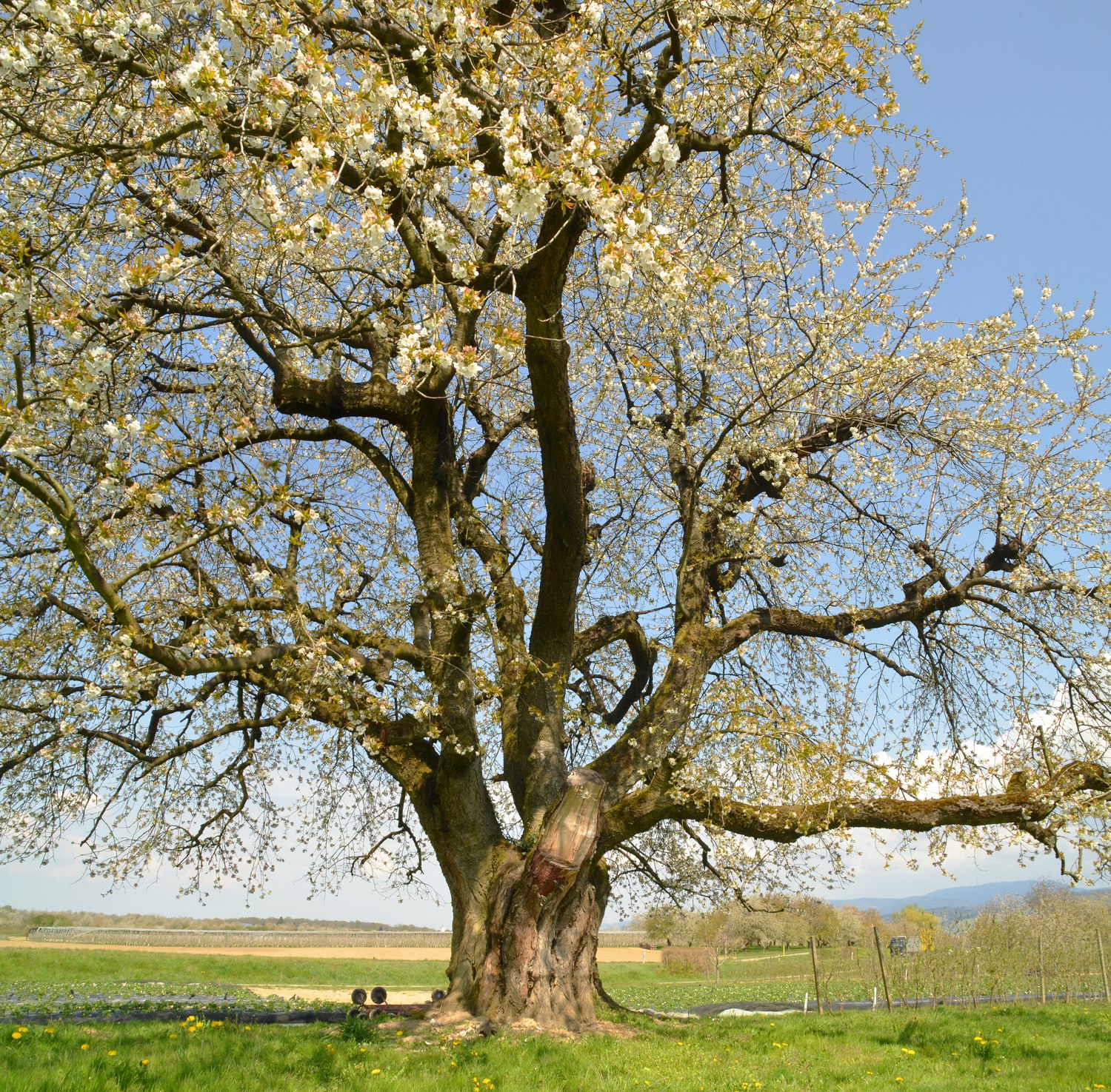 Kirsche Nussbach, Habitus - April 2021
