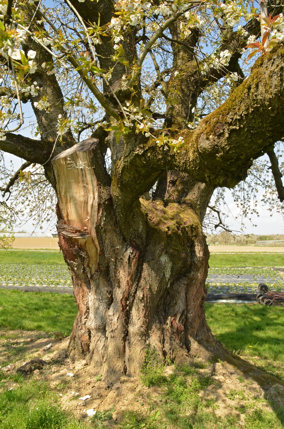 Kirsche Nussbach, Stammansicht - April 2021