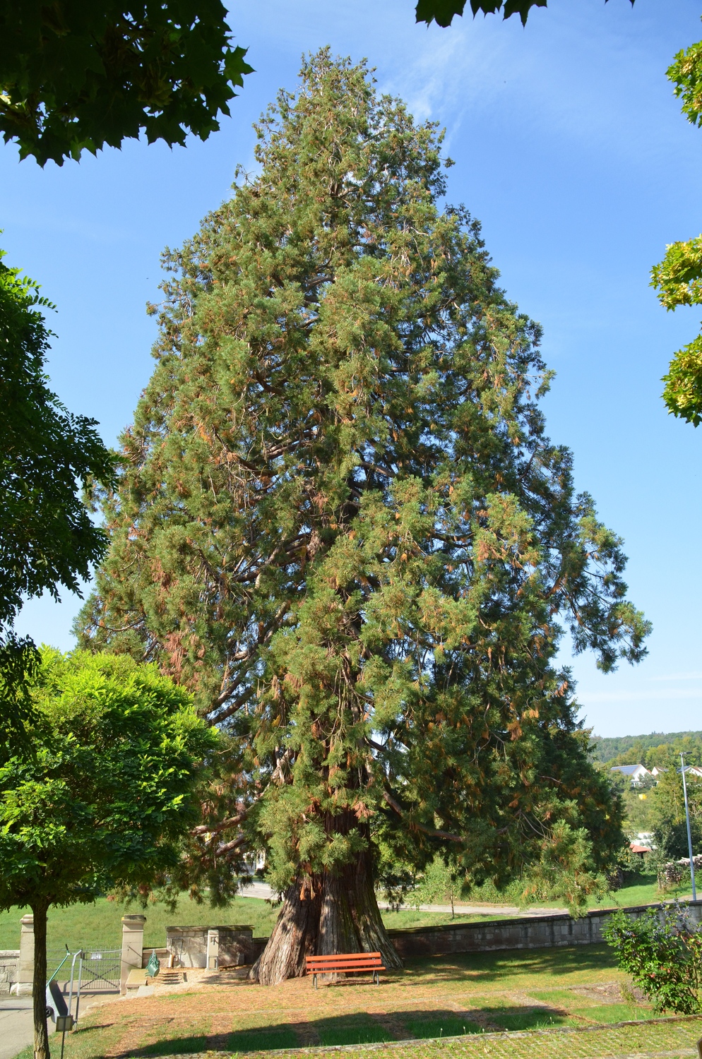 Bergmammutbaum Ochsenbach, Habitus - Sept. 2020
