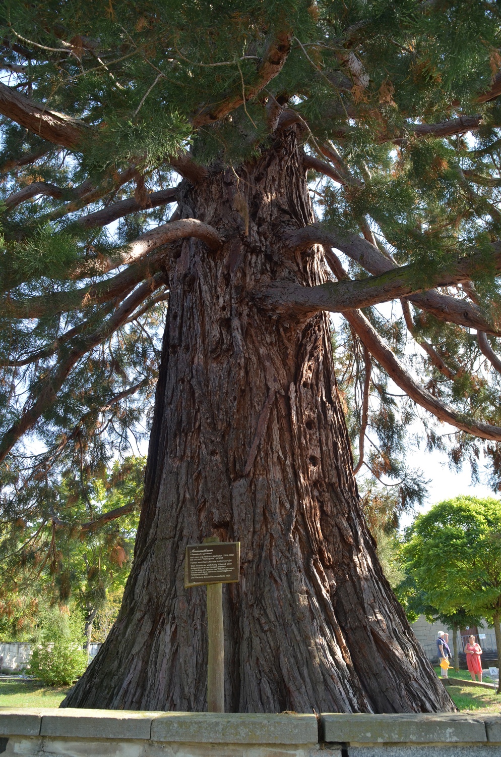 Bergmammutbaum Ochsenbach, Stammansicht - Sept. 2020