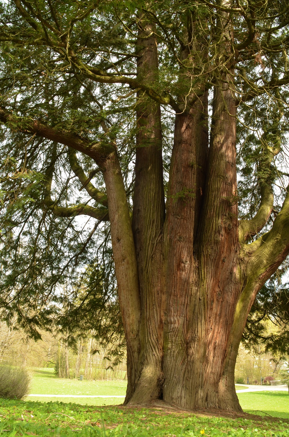 Thuja plicata im Schlosspark Eichtersheim, Stammansicht - April 2021