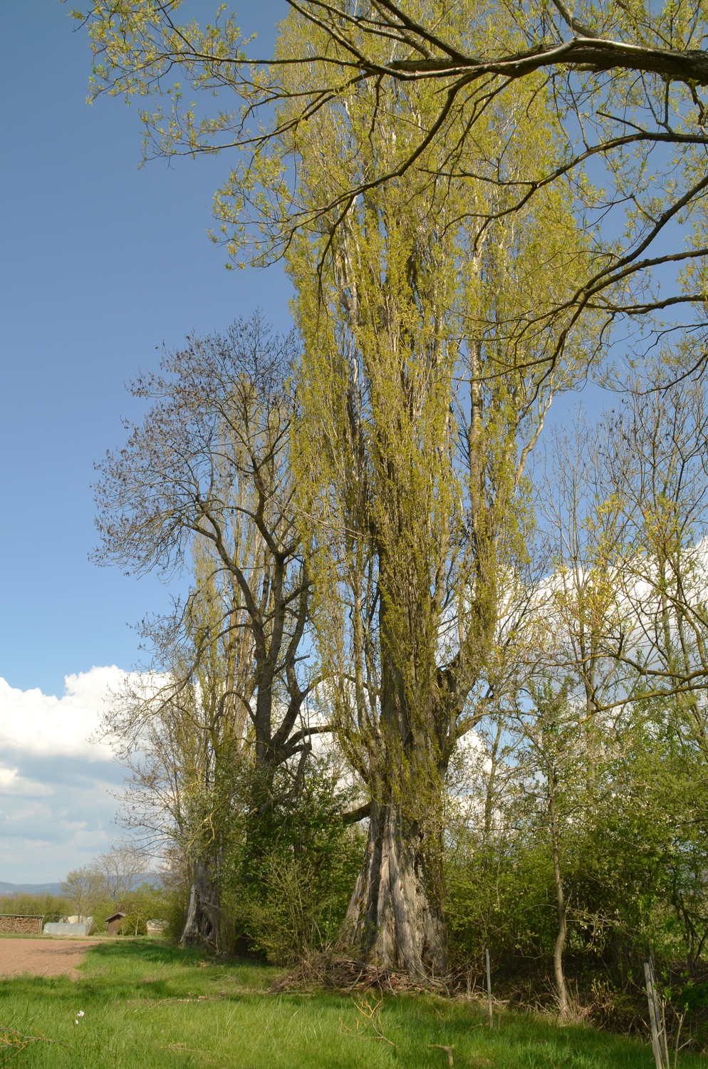 Populus nigra 'Italica' - Zusenhofen - April 2021