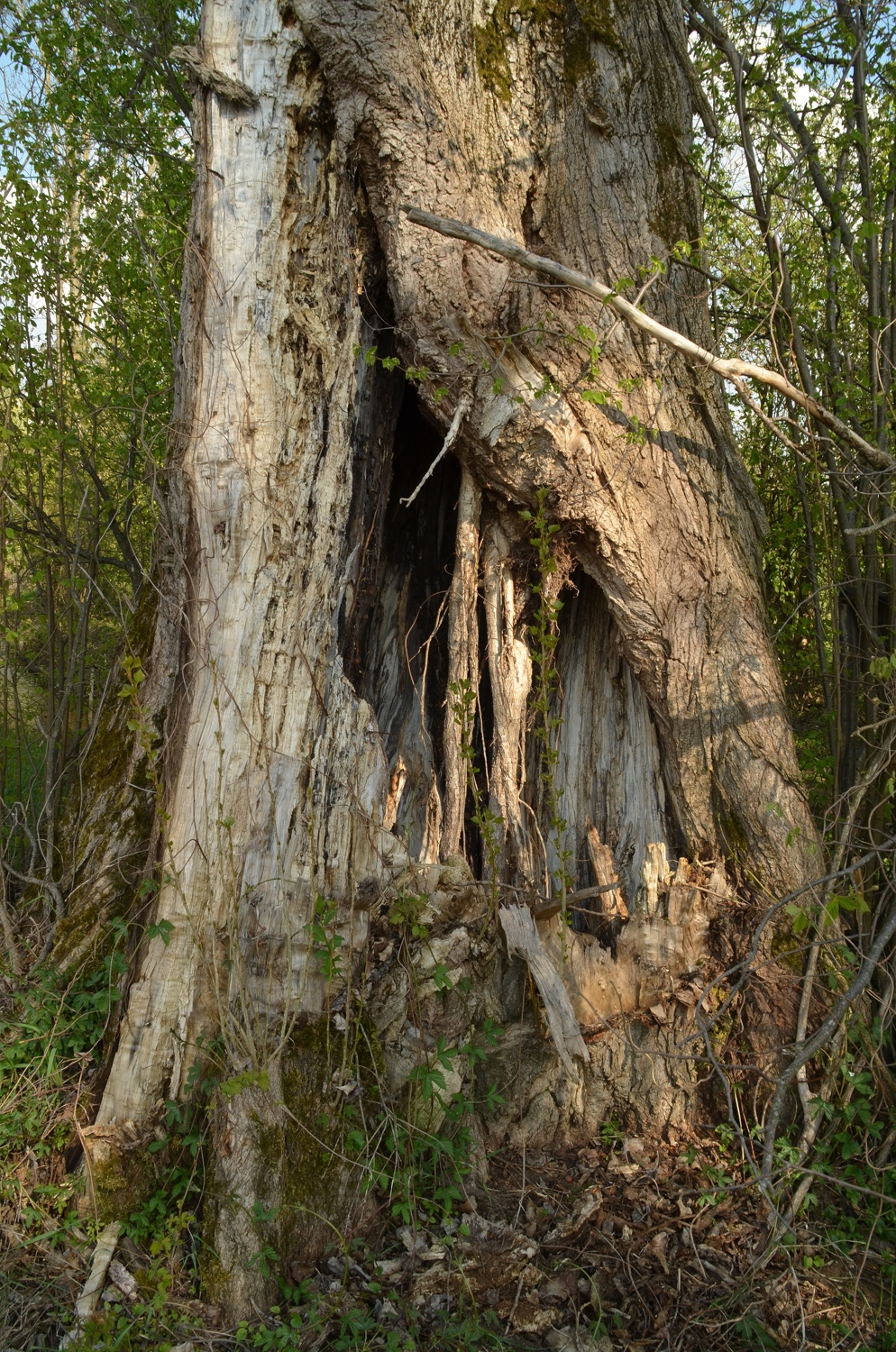 Populus nigra 'Italica' - Zusenhofen - April 2021