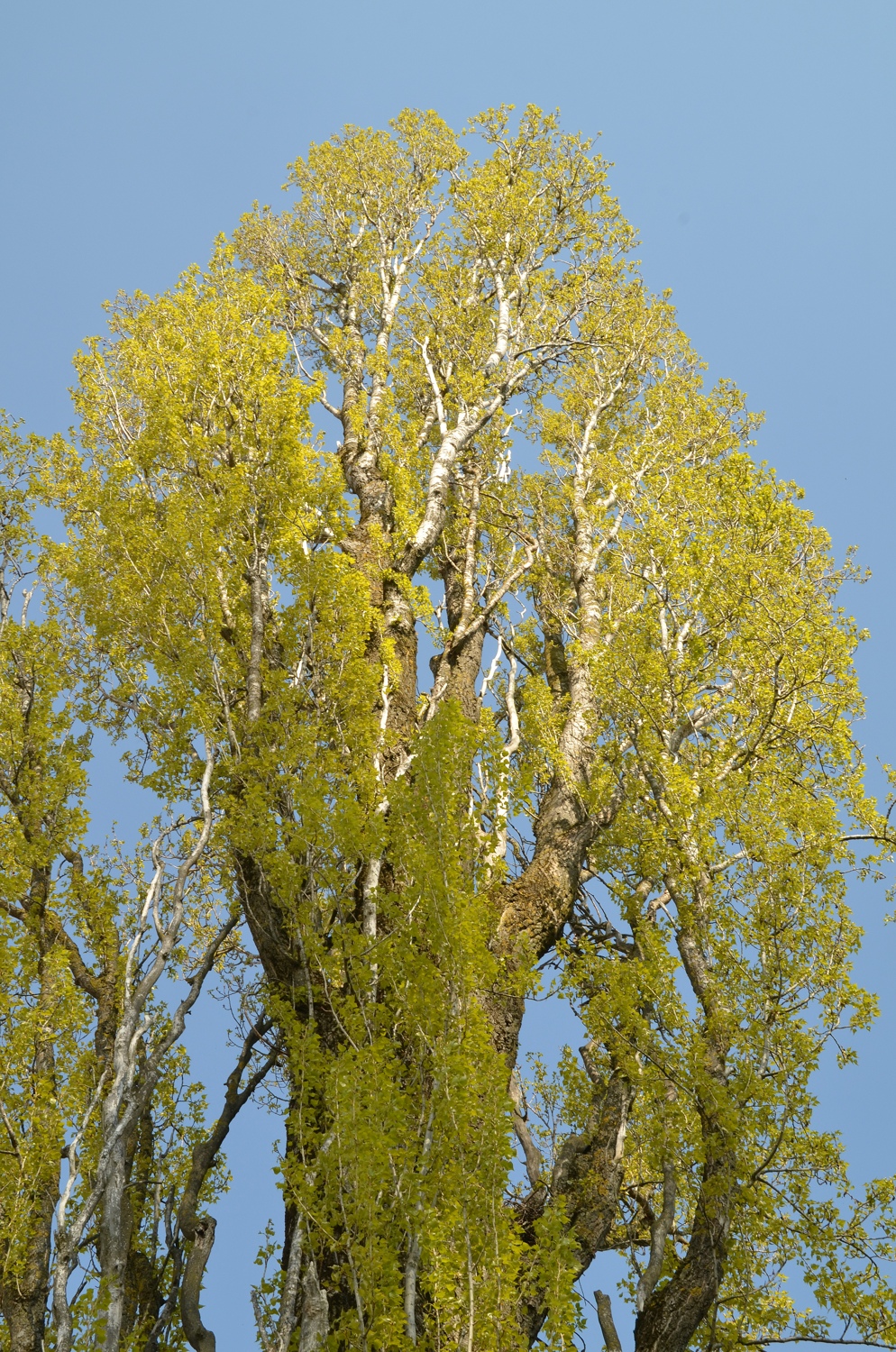 Populus nigra 'Italica' - Zusenhofen - April 2021