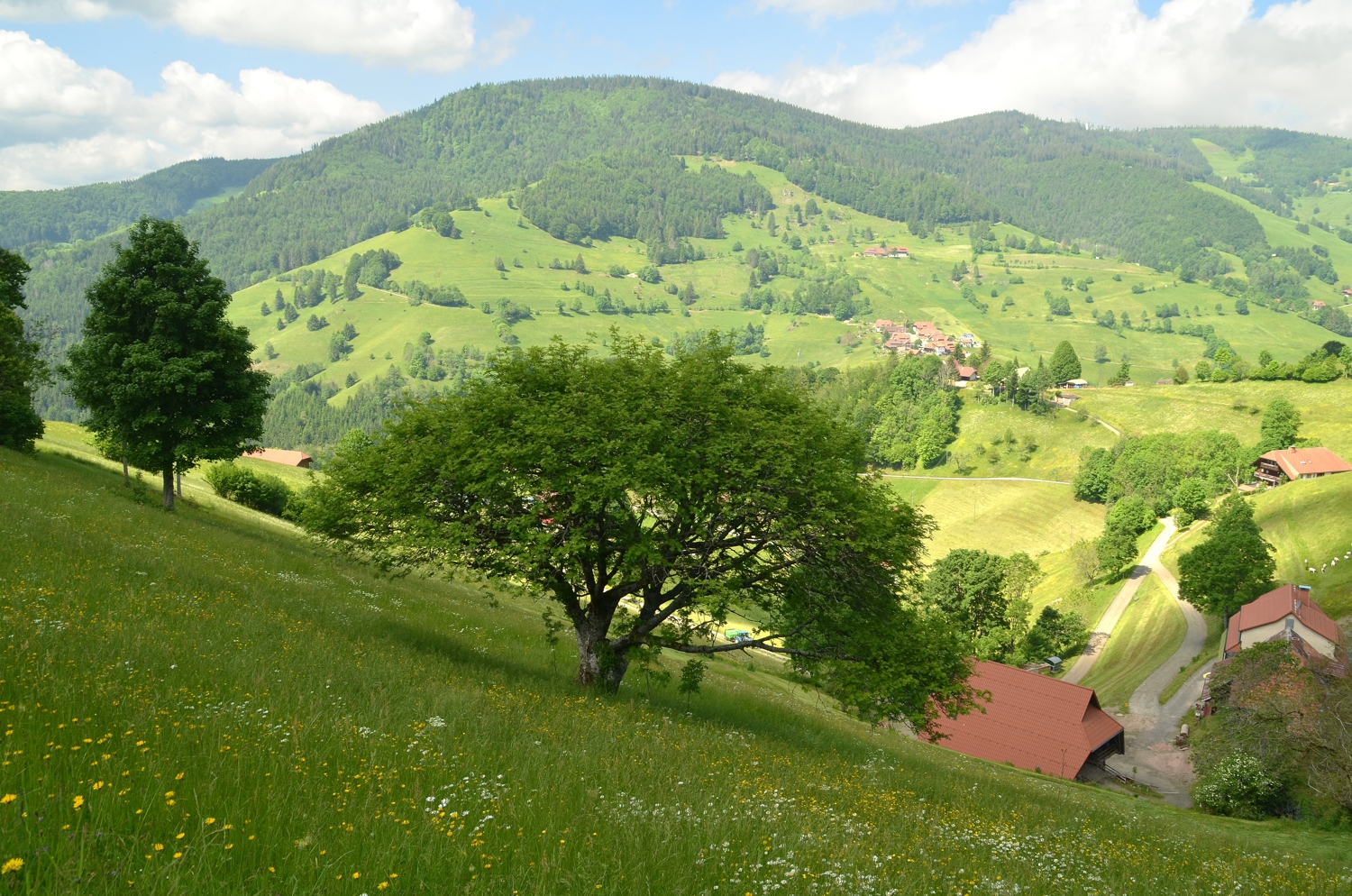 Vogelbeere bei Wieden-Graben - Juni 2021