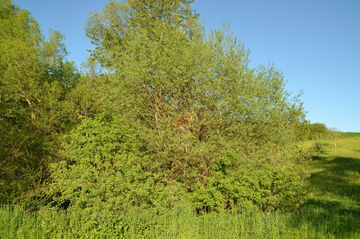 Arbach-Weide, Spaichingen, Ansicht vom Weg (Westseite) - Juni 2021