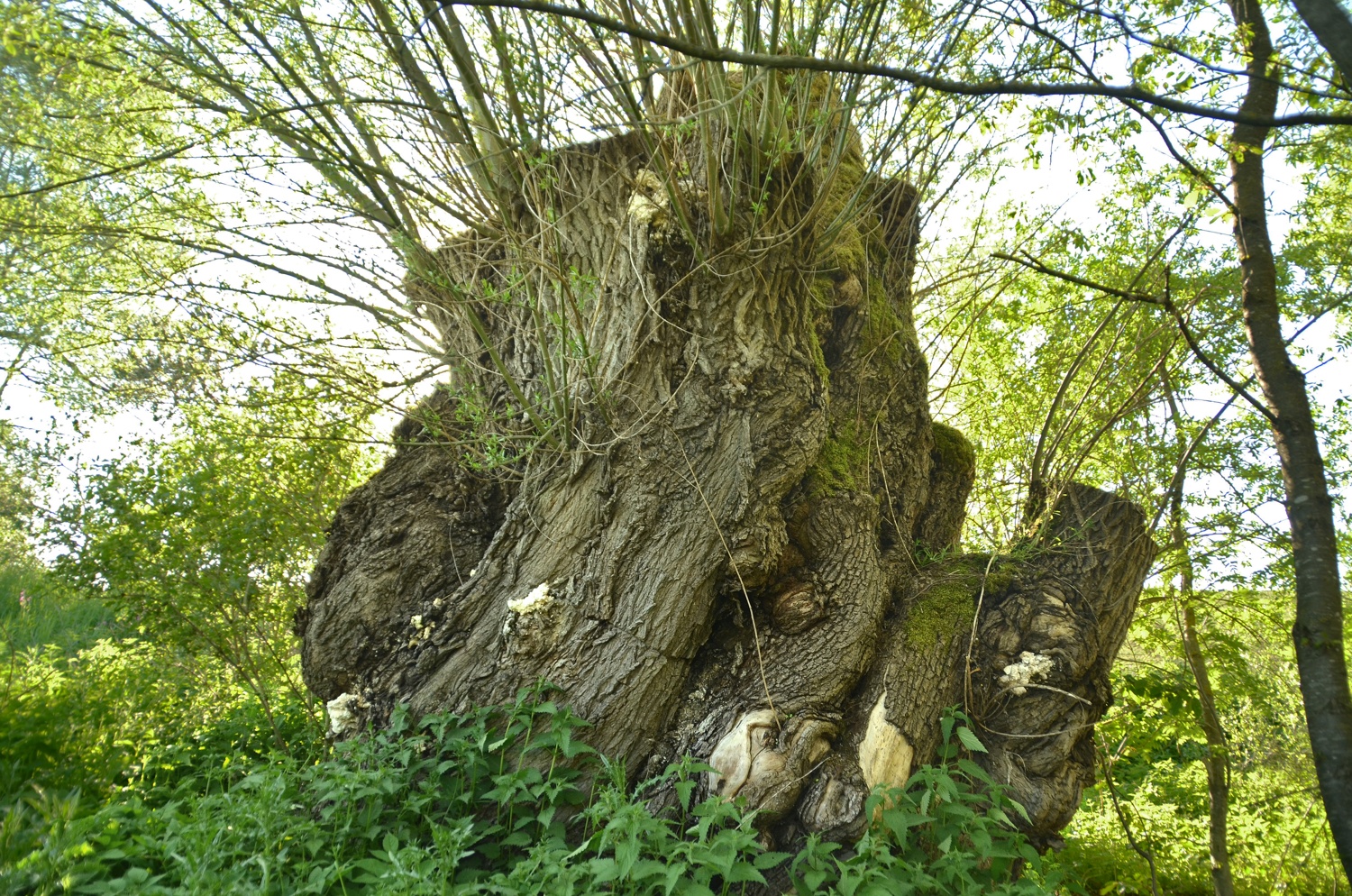 Arbach-Weide, Spaichingen, Ostseite - Juni 2021