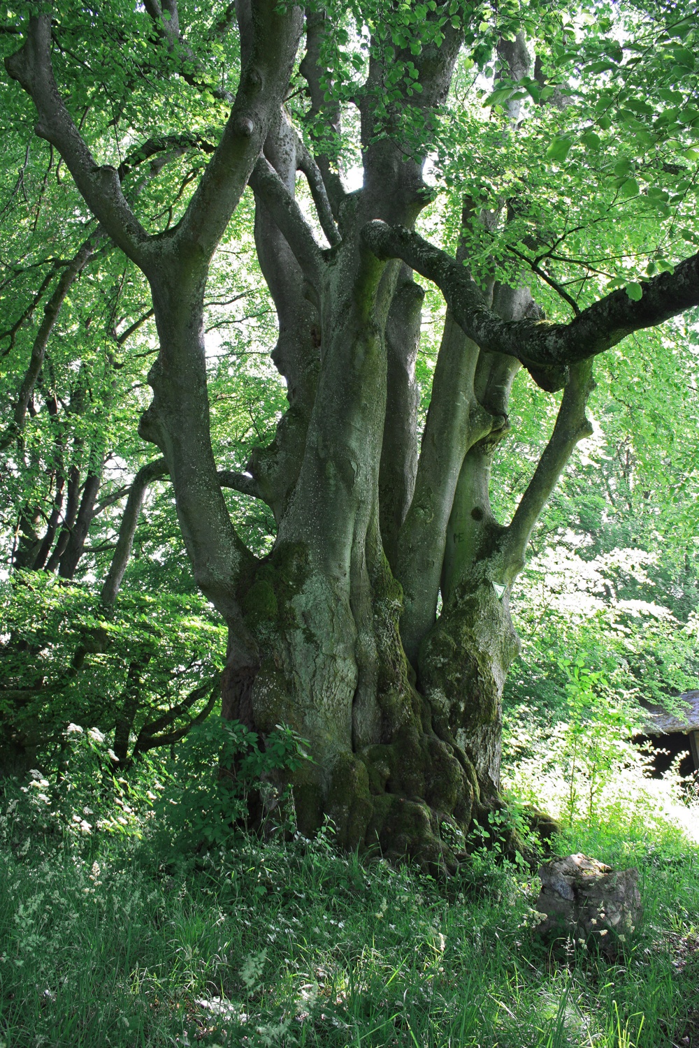 Hutebuche Scharenstetten, Stammansicht - Juni 2012