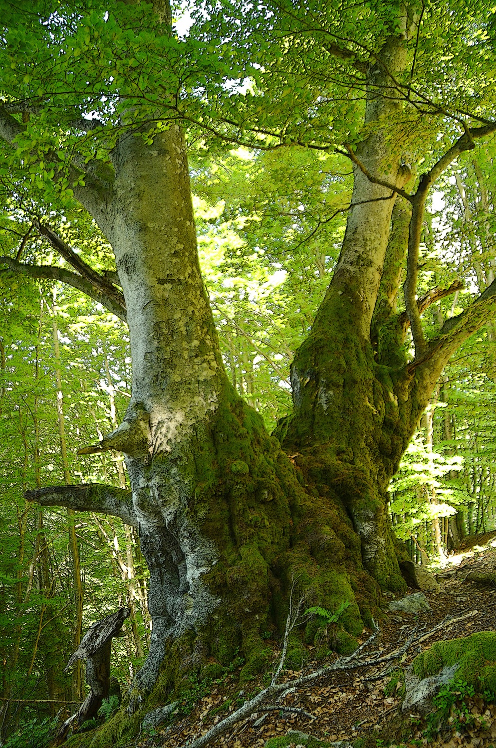 Doppelbuche am Lailekopf, Hangseite - Juni 2021