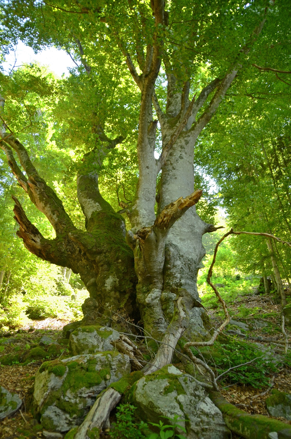 Doppelbuche am Lailekopf, Talseite - Juni 2021