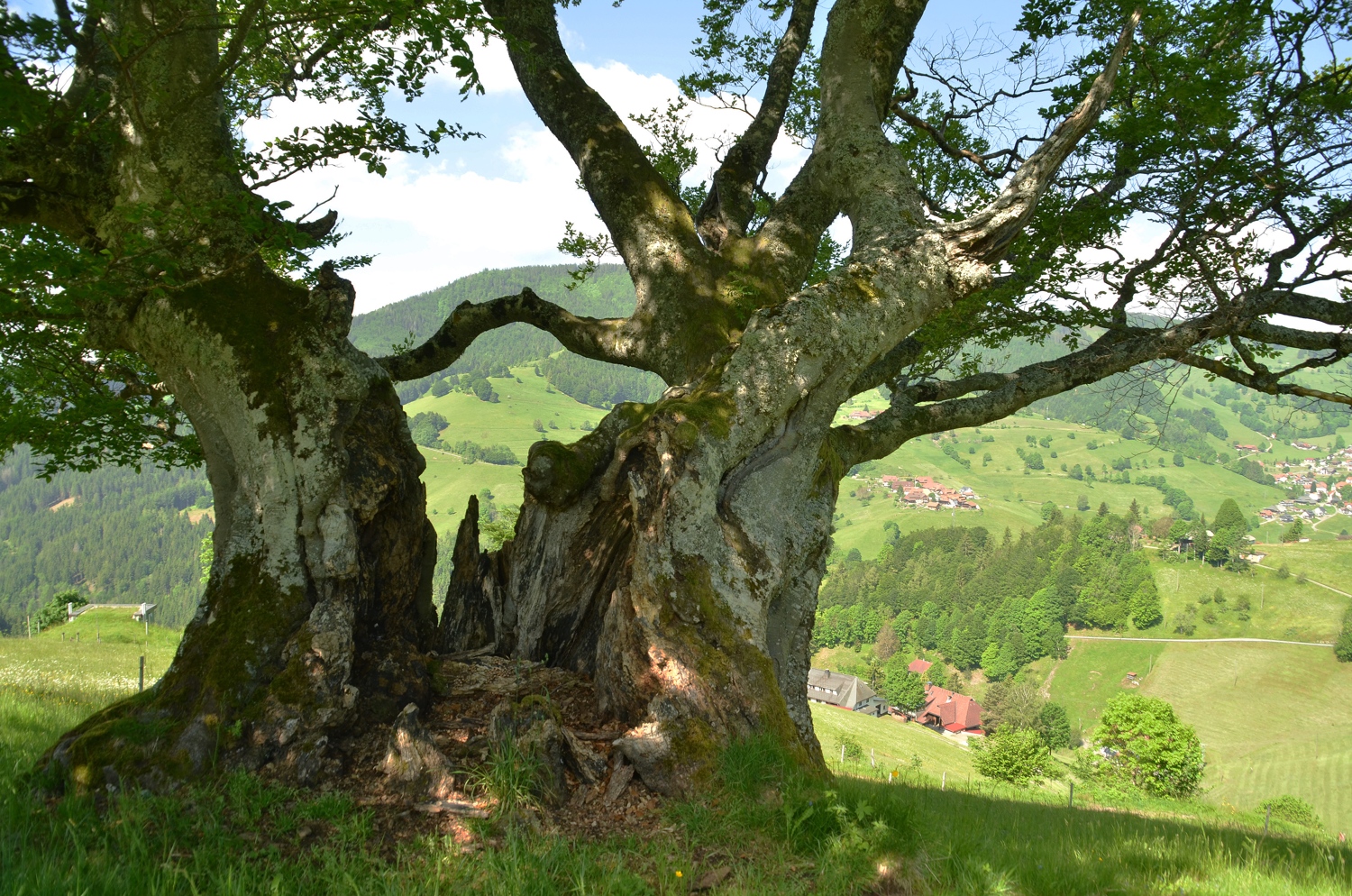 Bühlbuche I bei Graben, Teilansicht - Juni 2021