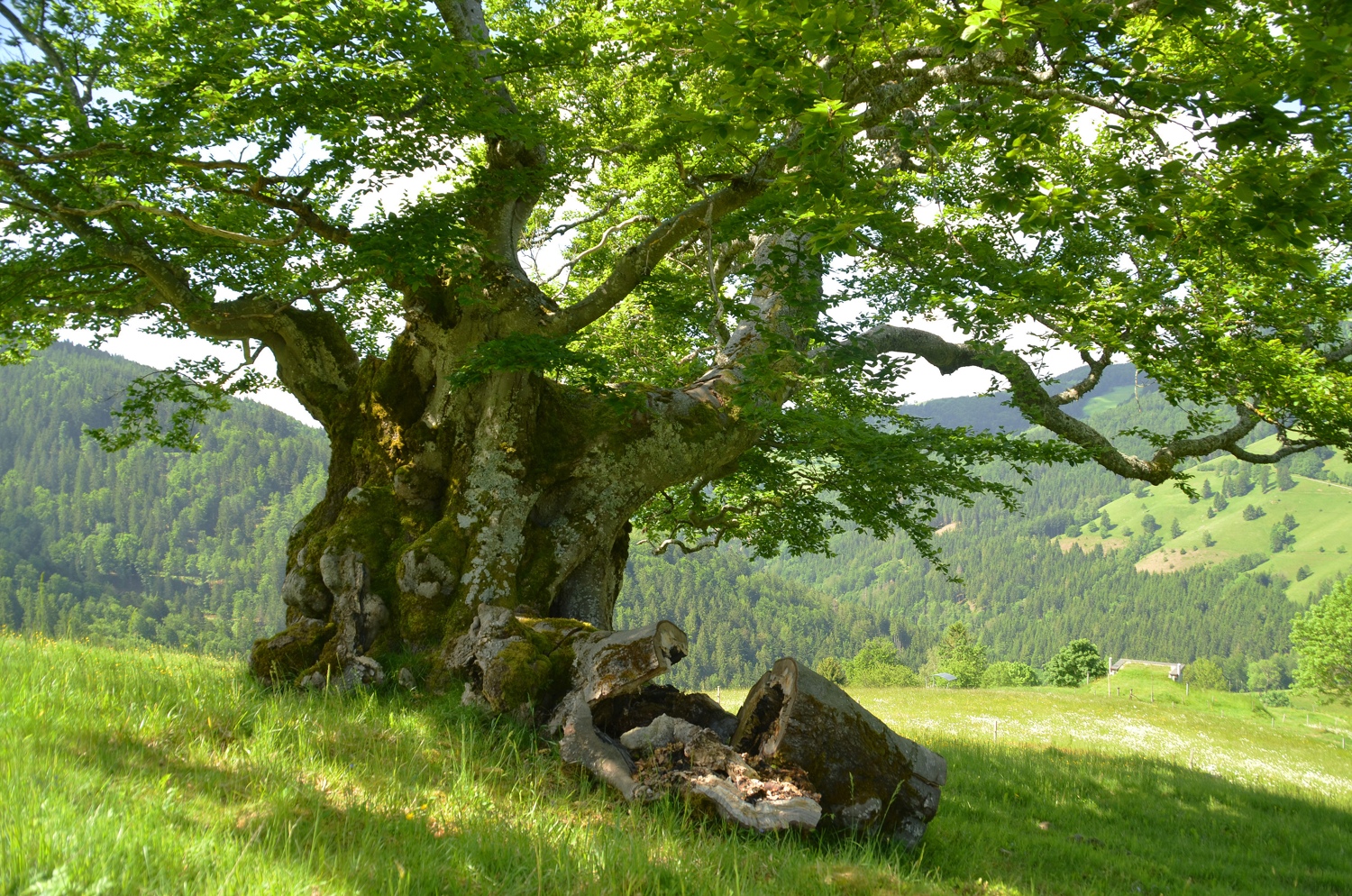 Bühlbuche II bei Graben, Teilansicht - Juni 2021