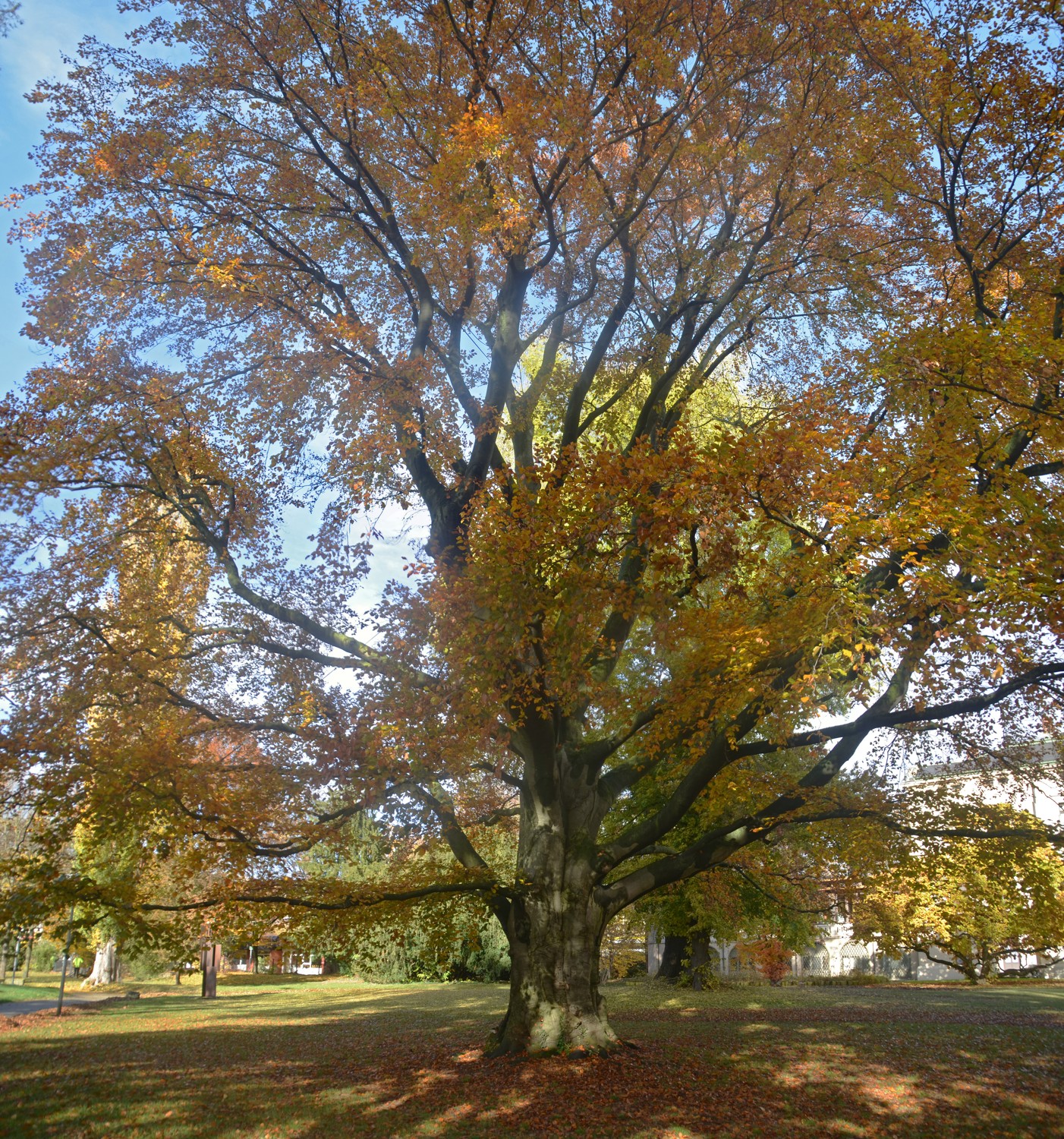 Blut-Buche im Merkelpark Esslingen, Habitus - Nov. 2018