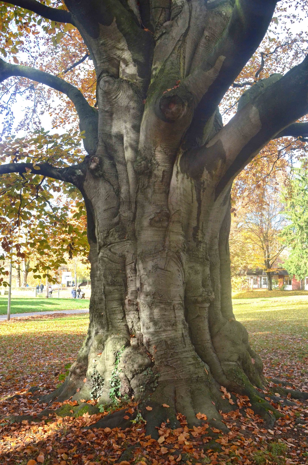 Blut-Buche im Merkelpark Esslingen, Stammansicht - Nov. 2018