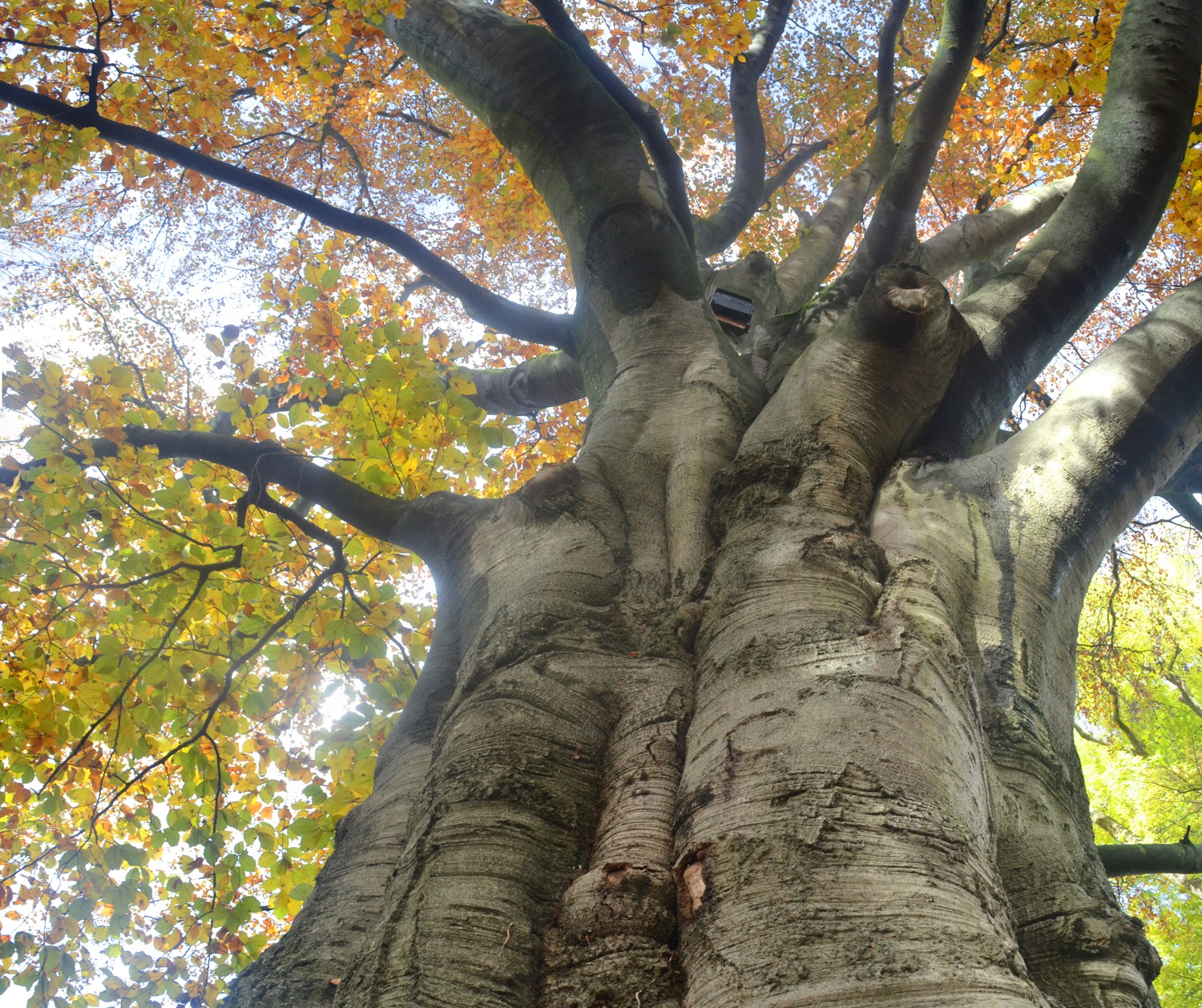 Blut-Buche im Merkelpark Esslingen, Stammansicht - Nov. 2018