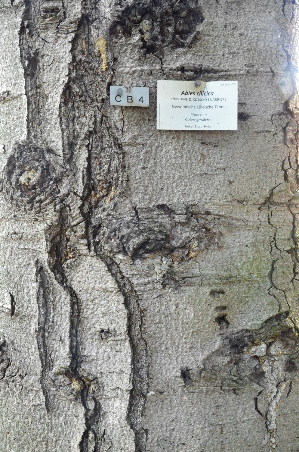 Abies cilicica - Stuttgart-Hohenheim - Mai 2023