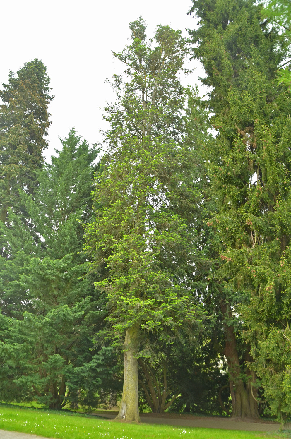 Abies cilicica - Stuttgart-Hohenheim - Mai 2023