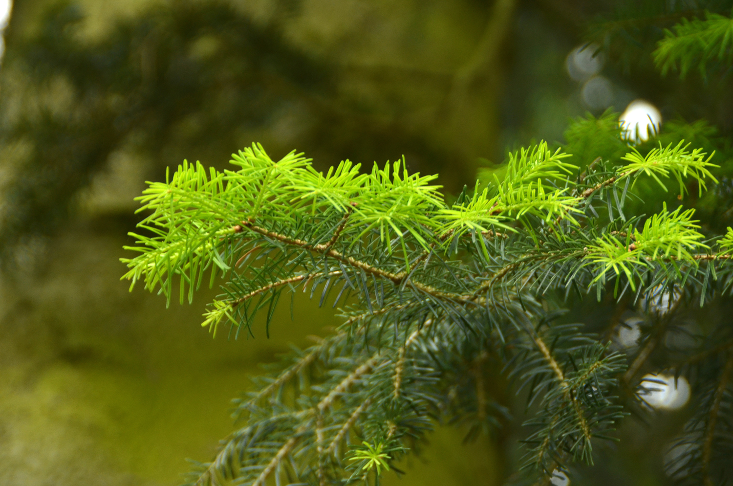 Abies cilicica - Stuttgart-Hohenheim - Mai 2023