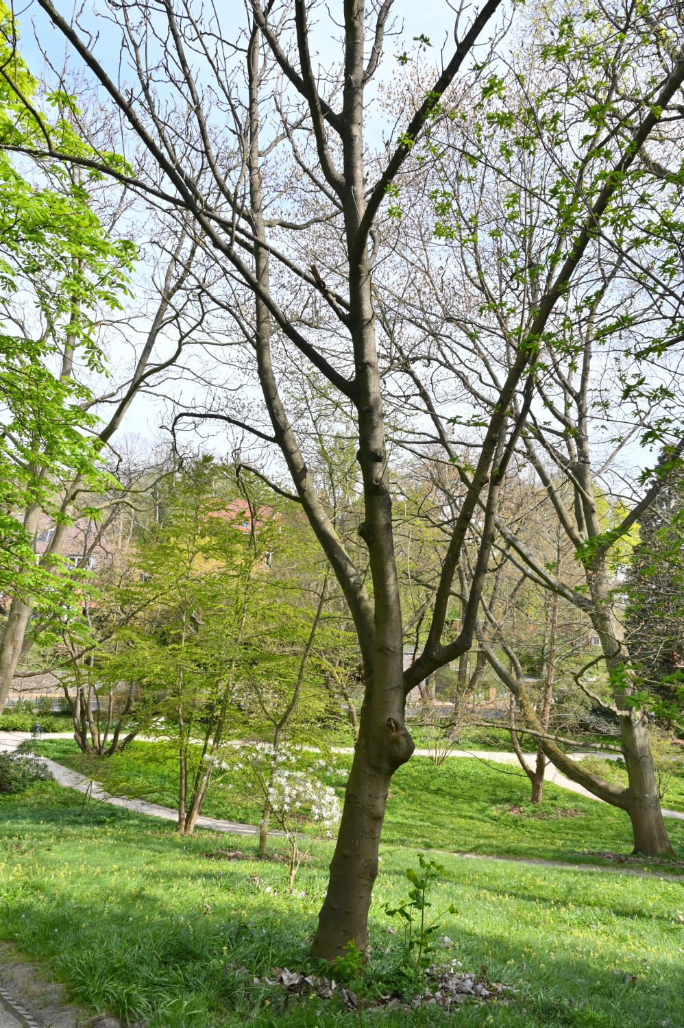 Magnolia obovata - Kiel, Alter Botanischer Garten - 2022