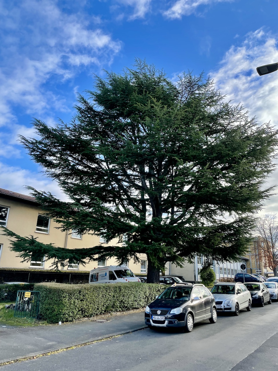 Cedrus deodara - Oberursel - November 2023
