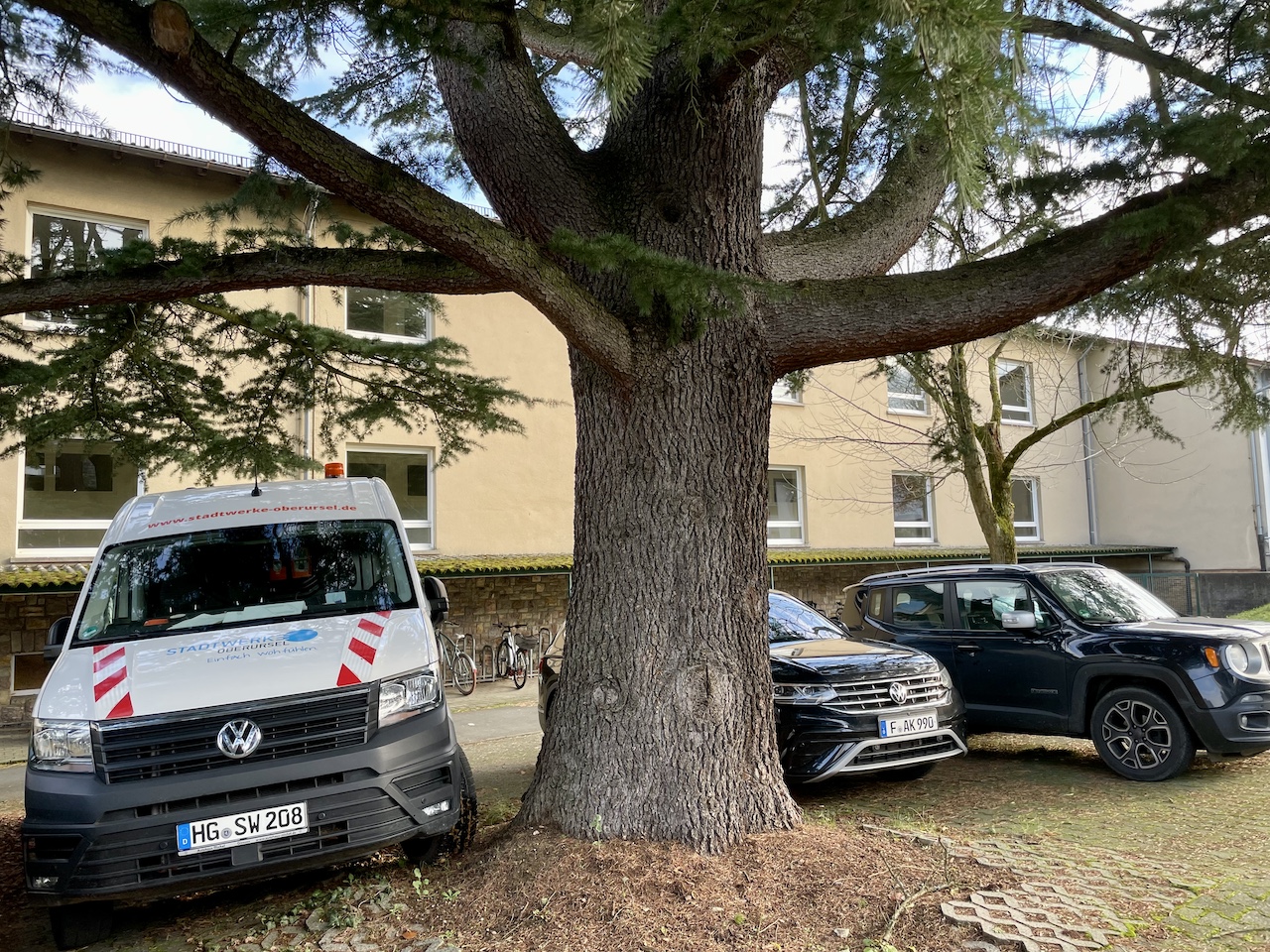 Cedrus deodara - Oberursel - November 2023