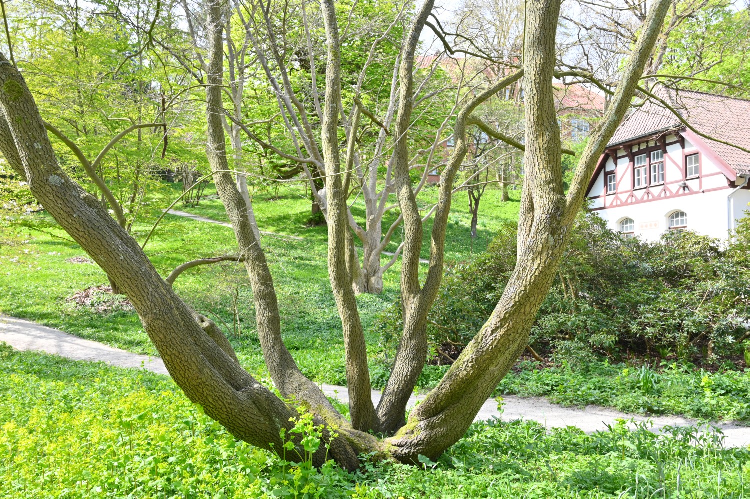 Diospyrus lotus - Kiel, Alter Botanischer Garten - 2022