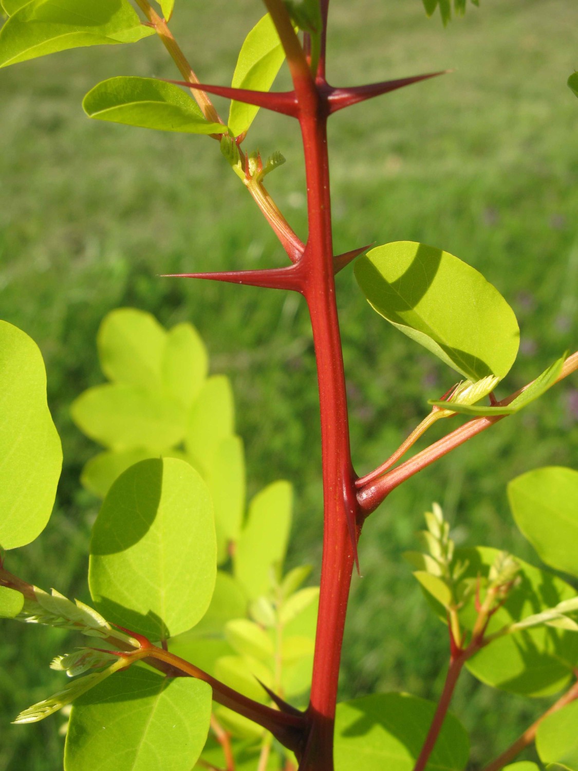 Robinia pseudoacacia 'Altdorf' - spitze Dornen