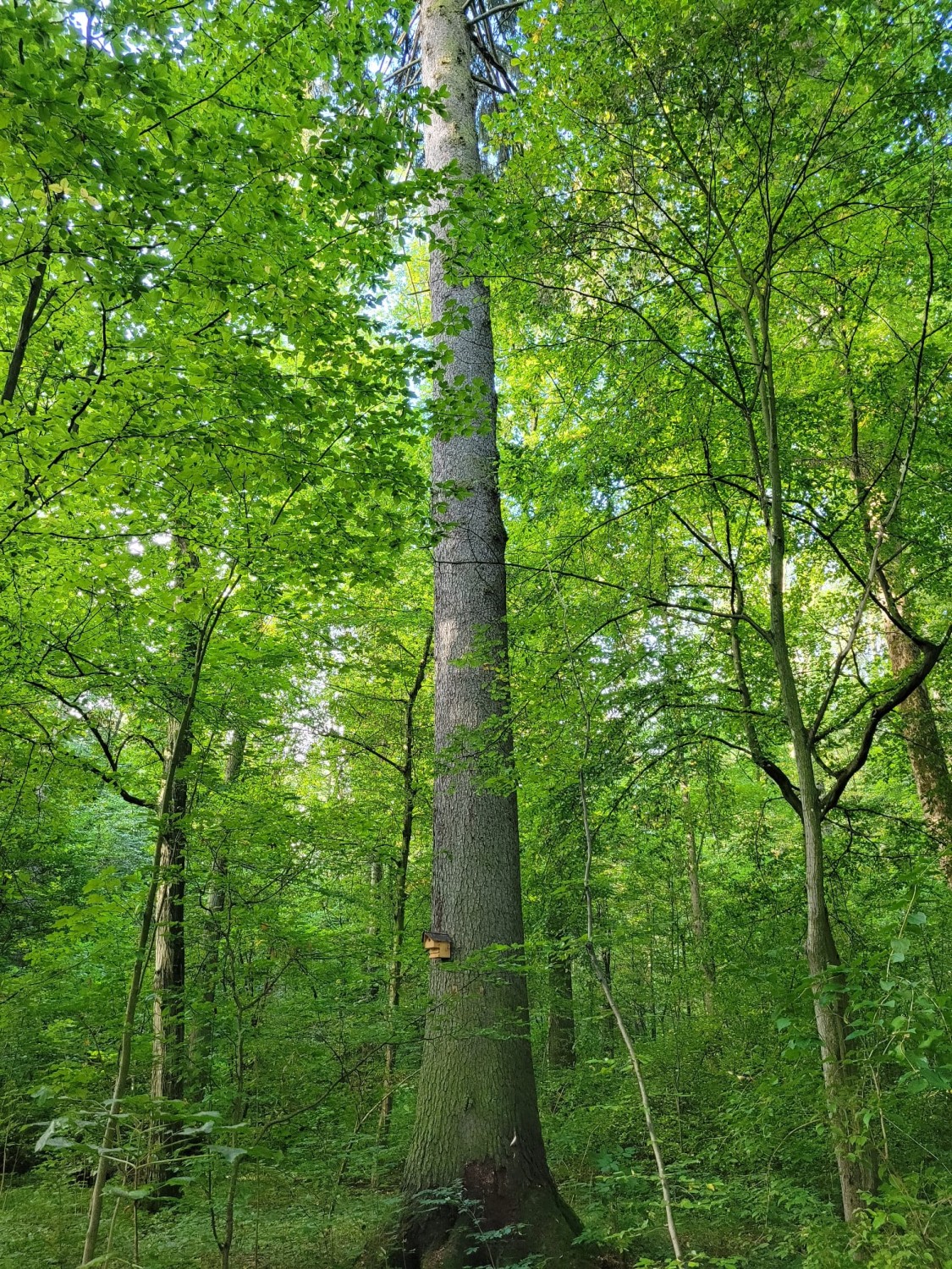 Picea abies - Coburg, Park Rosenau - 2021
