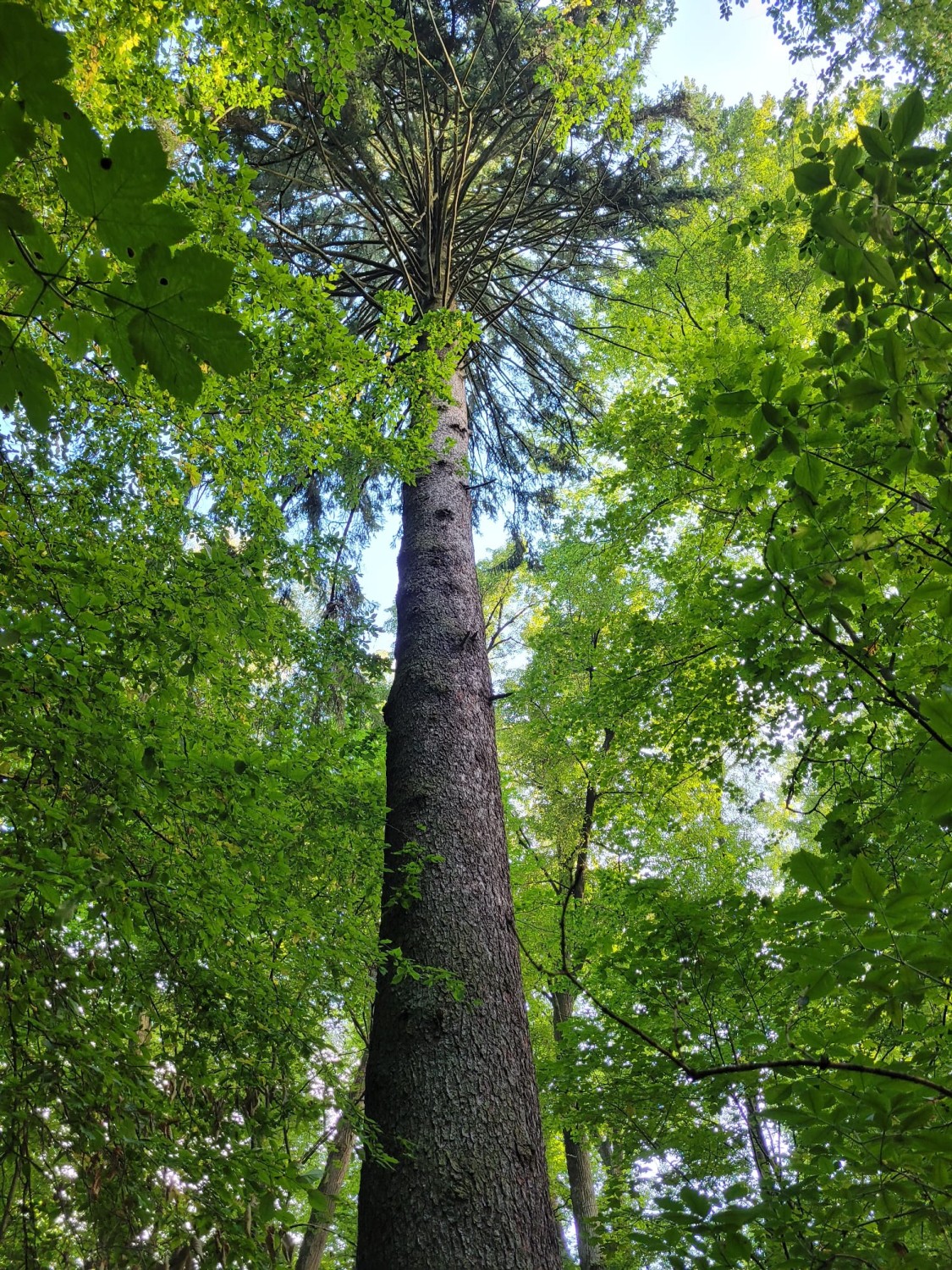 Picea abies - Coburg, Park Rosenau - 2021