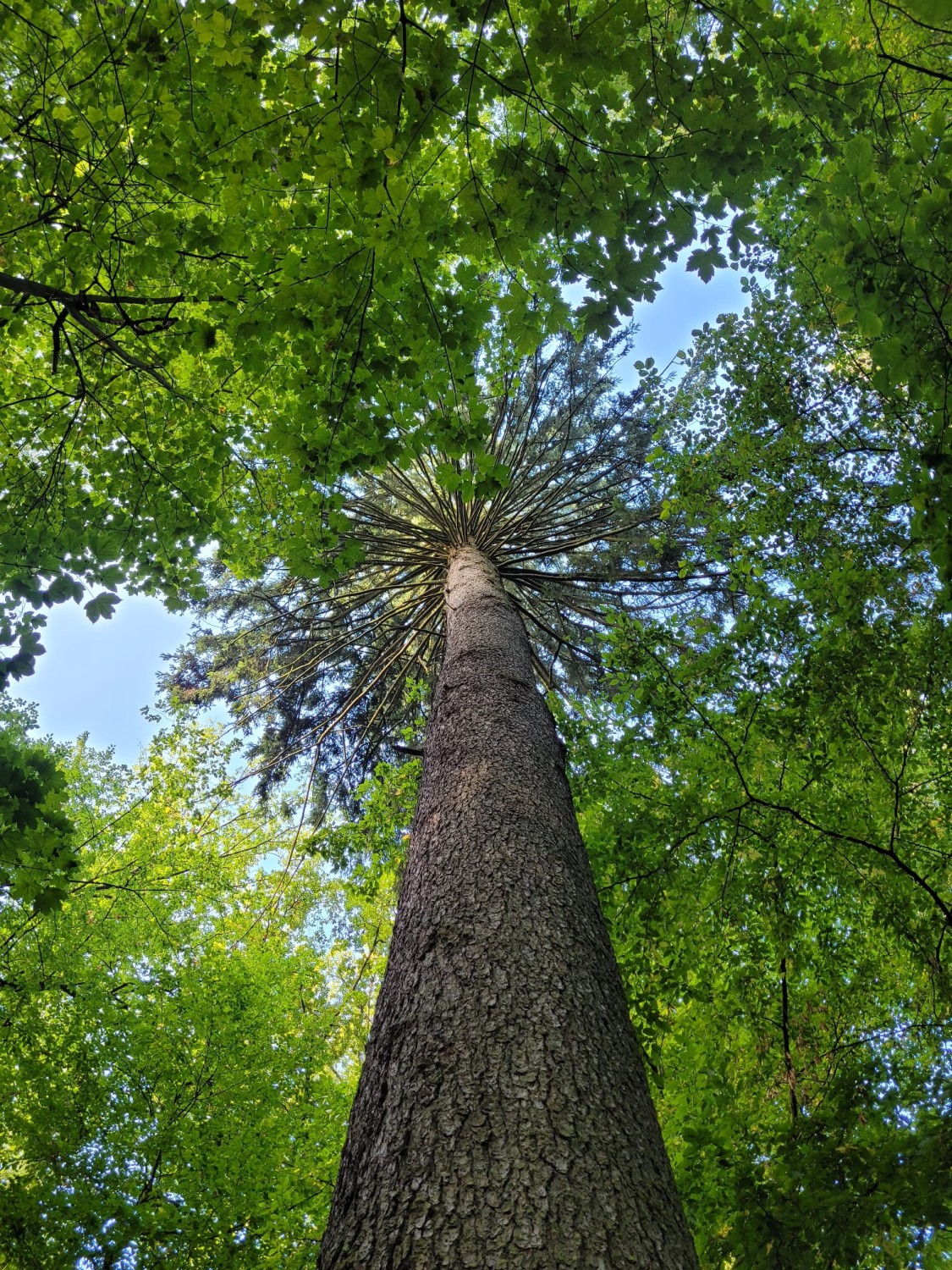 Picea abies - Coburg, Park Rosenau - 2021
