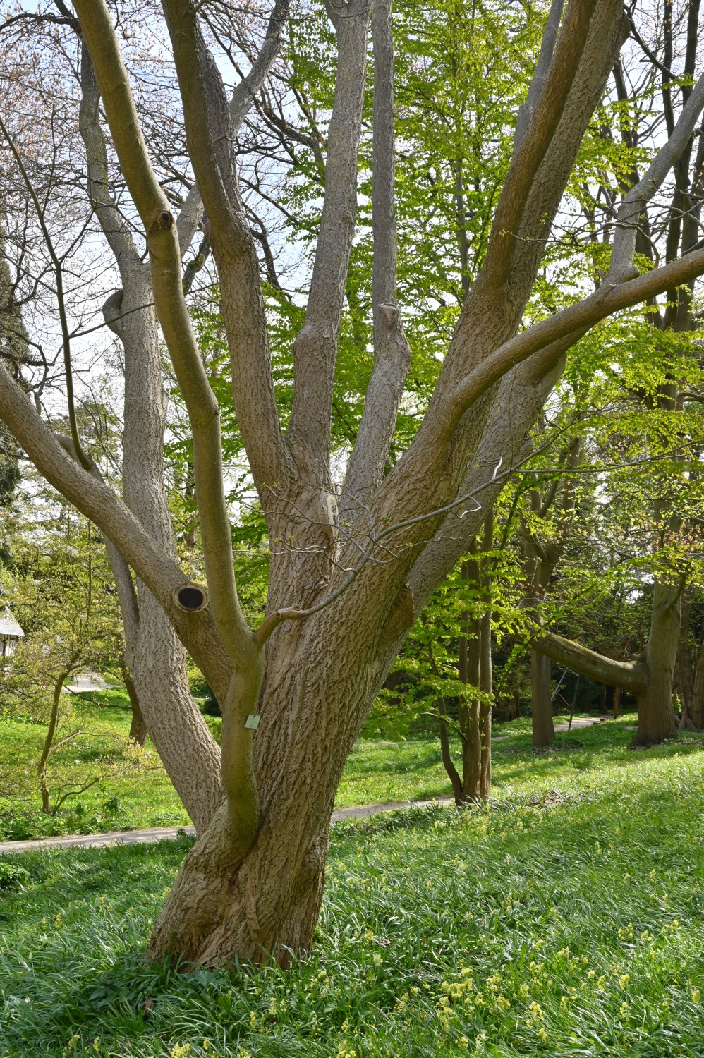 Phellodendron amurense - Kiel, Alter Botanischer Garten - 2022