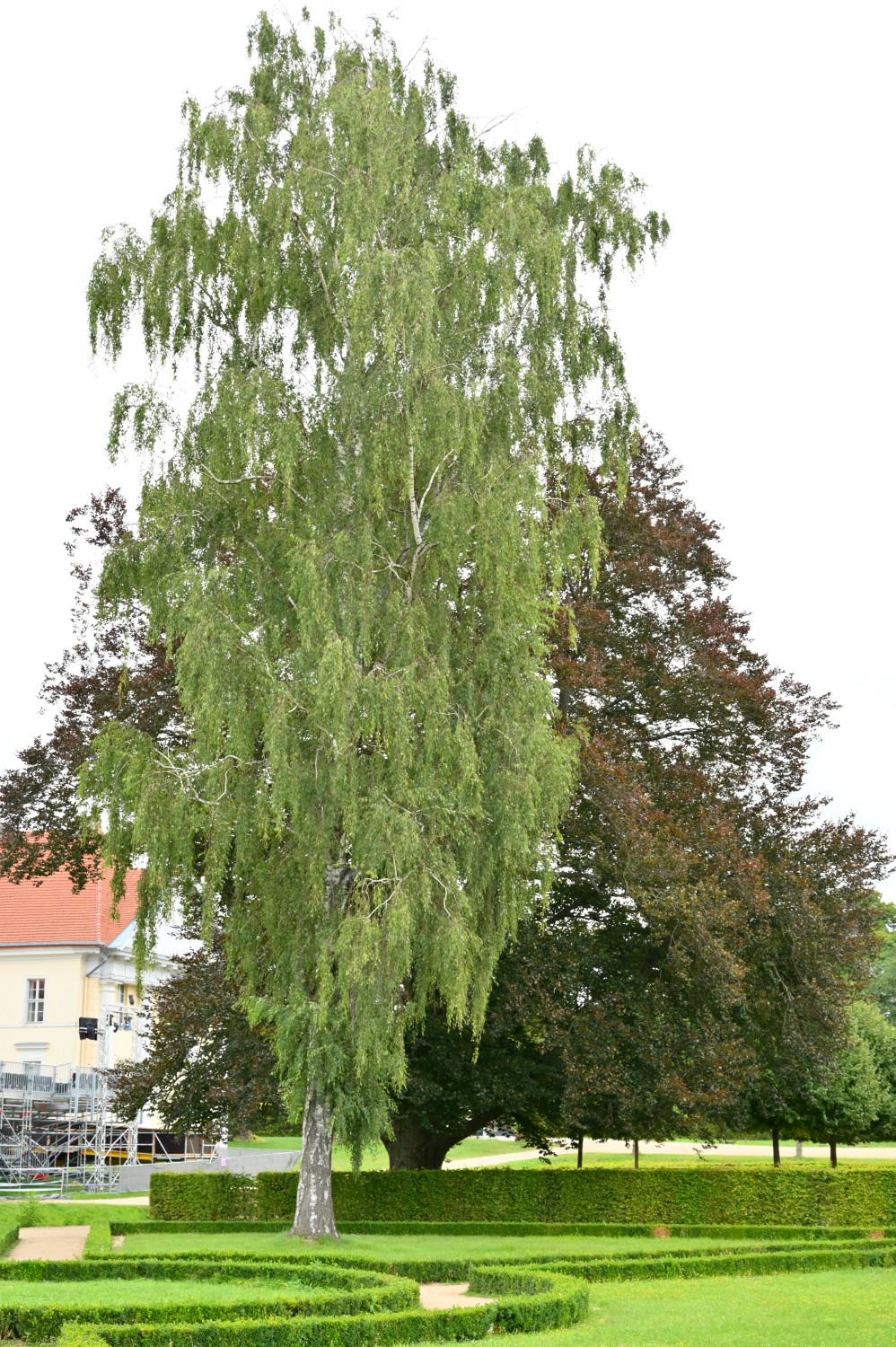 Betula pendula 'Dalecarlica' - Rheinsberg - 2021