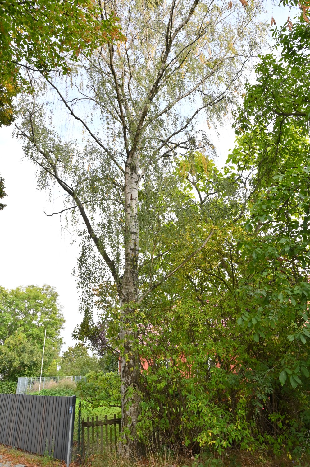 Betula pendula 'Dalecarlica' - Uckro - 2020