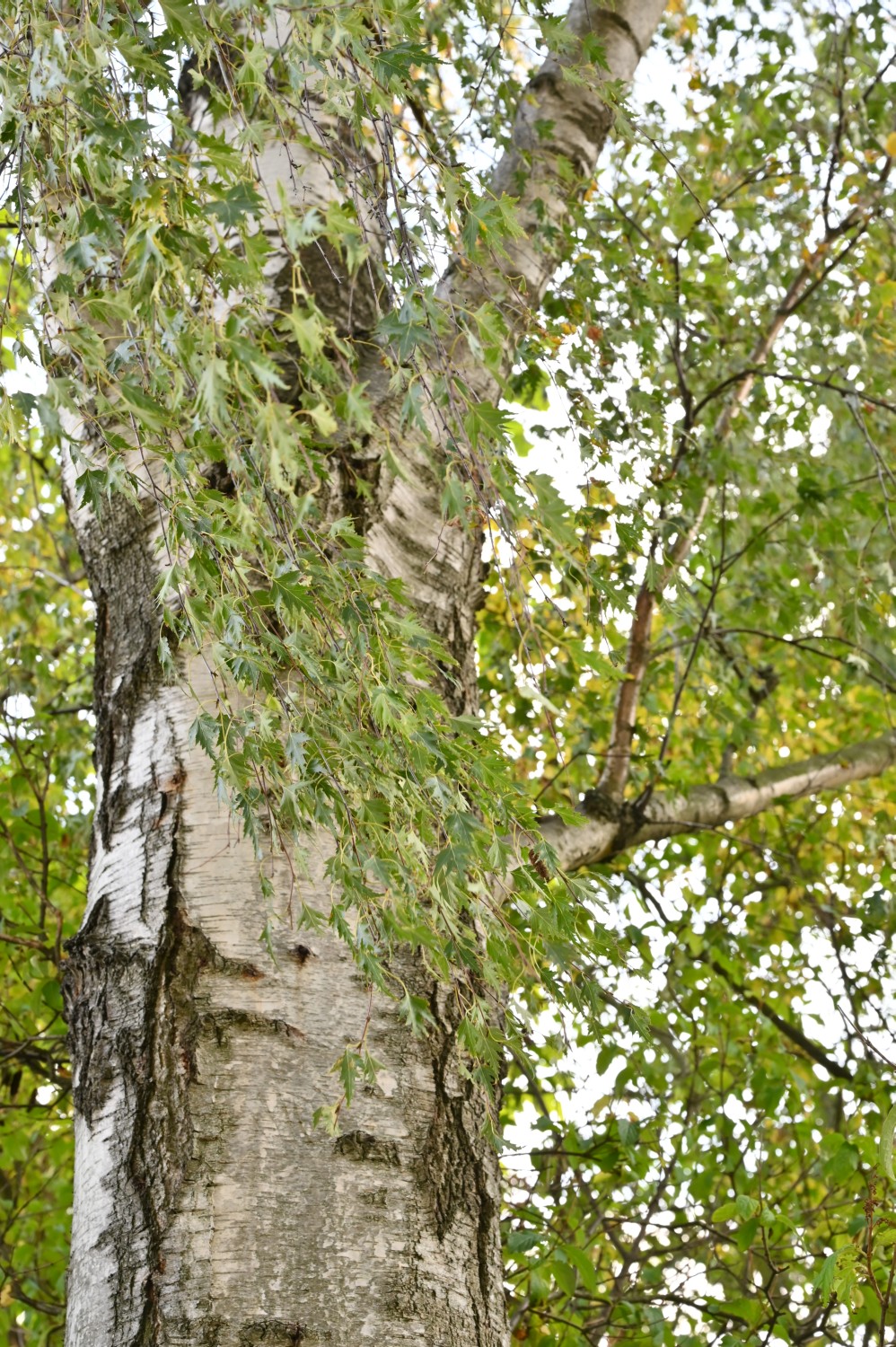Betula pendula 'Dalecarlica' - Uckro - 2020