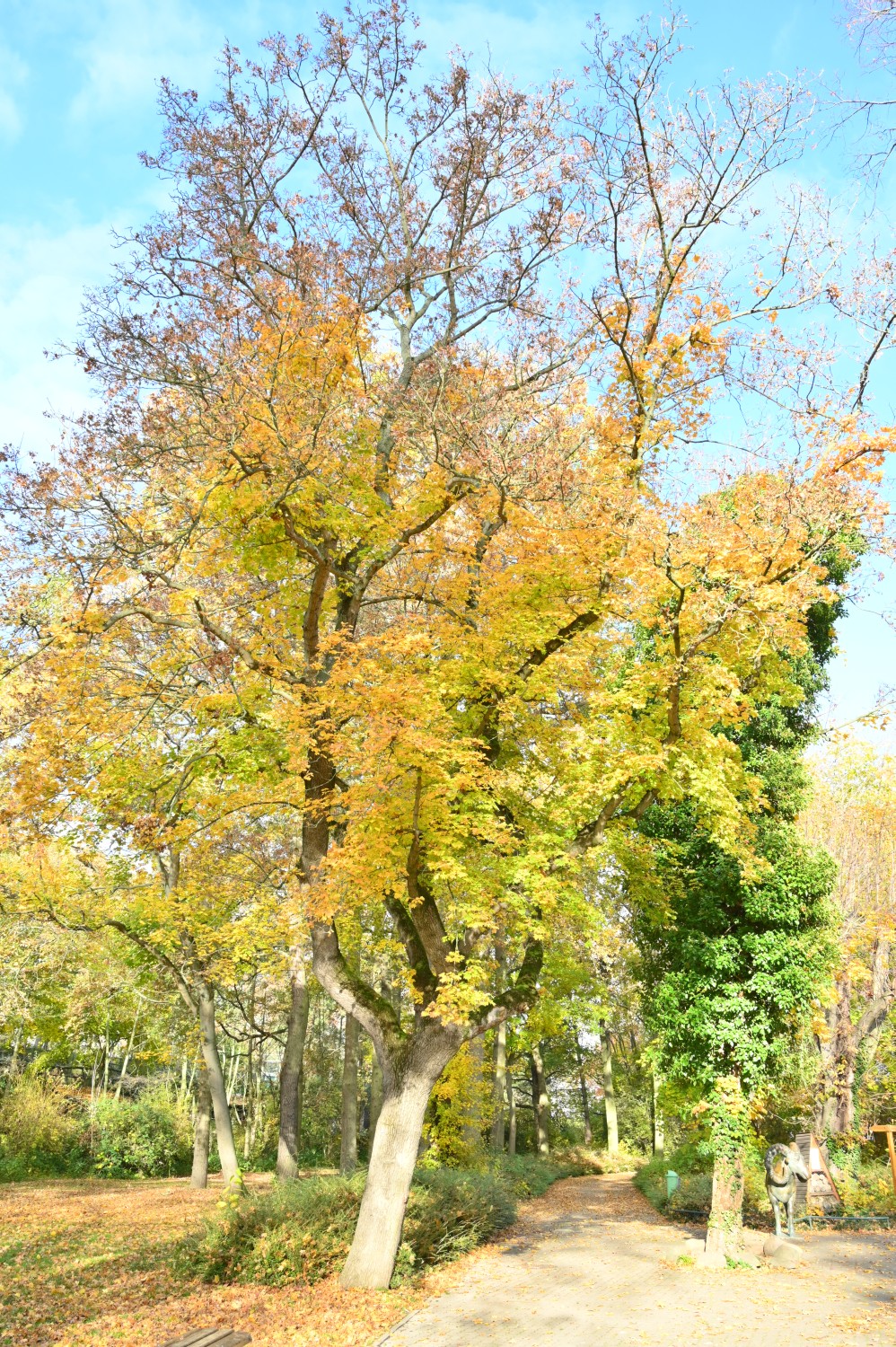 Acer platanoides 'Dissectum' - Magdeburg - 2021